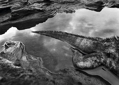 Sebastião Salgado, Marine Iguana (Amblyrhynchus cristatus), Rábida Island, the Galápagos [tail], 2004 (Printed 2006)