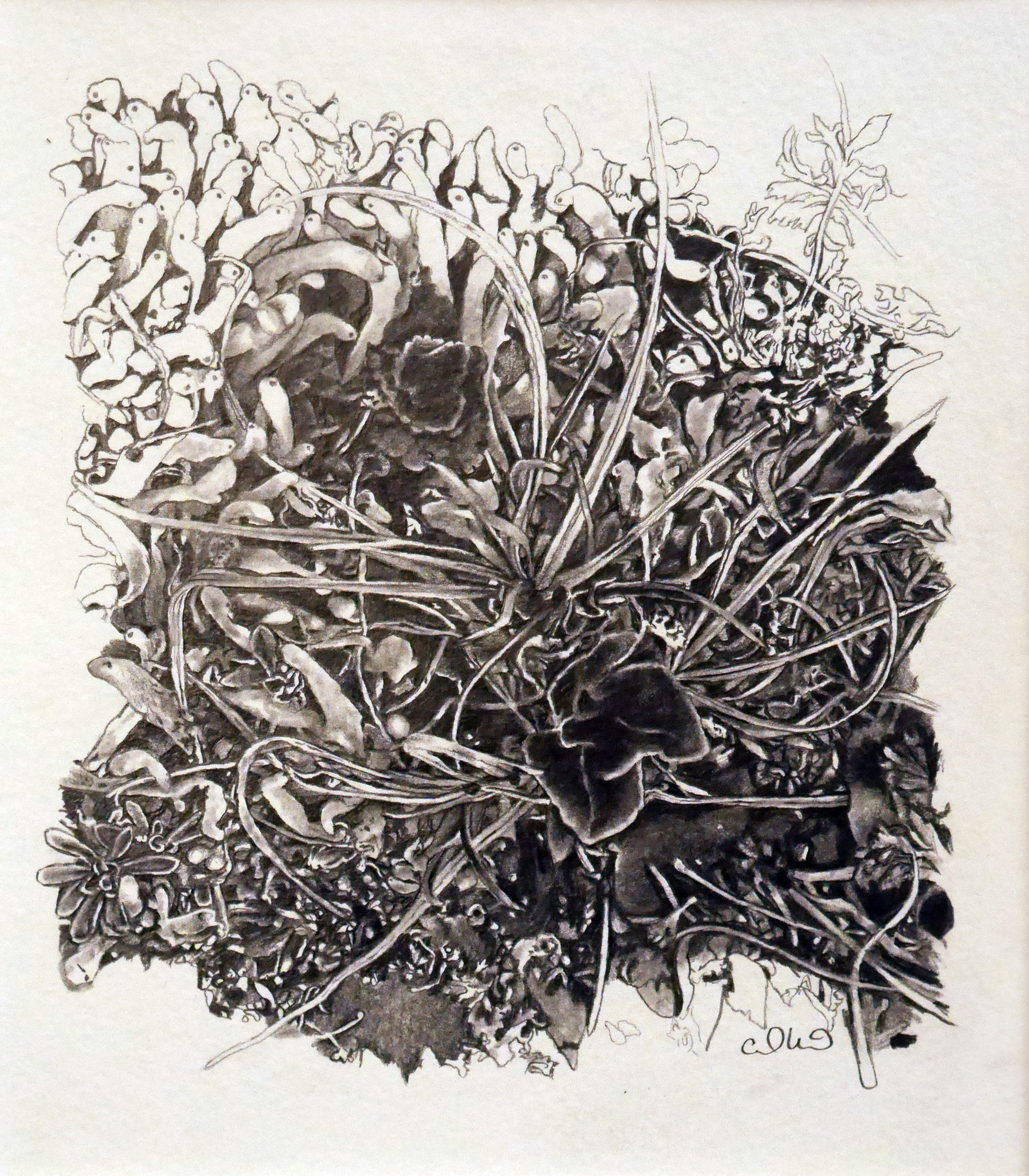 Cedra Wood, Fairy Fingers, Yukon, 2023