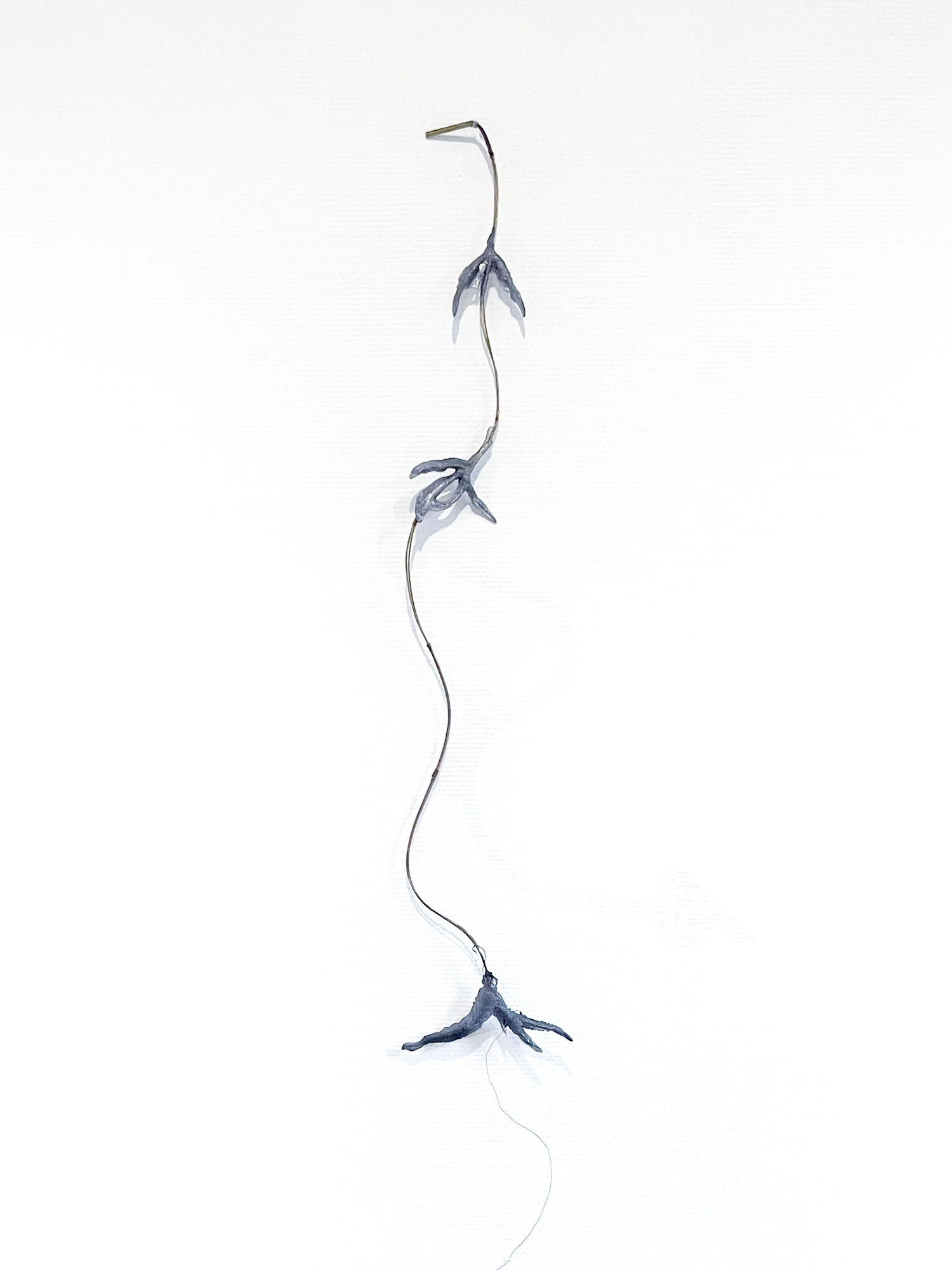 Sofía Bonilla Otoya, Being led (a braided heliconia), 2024