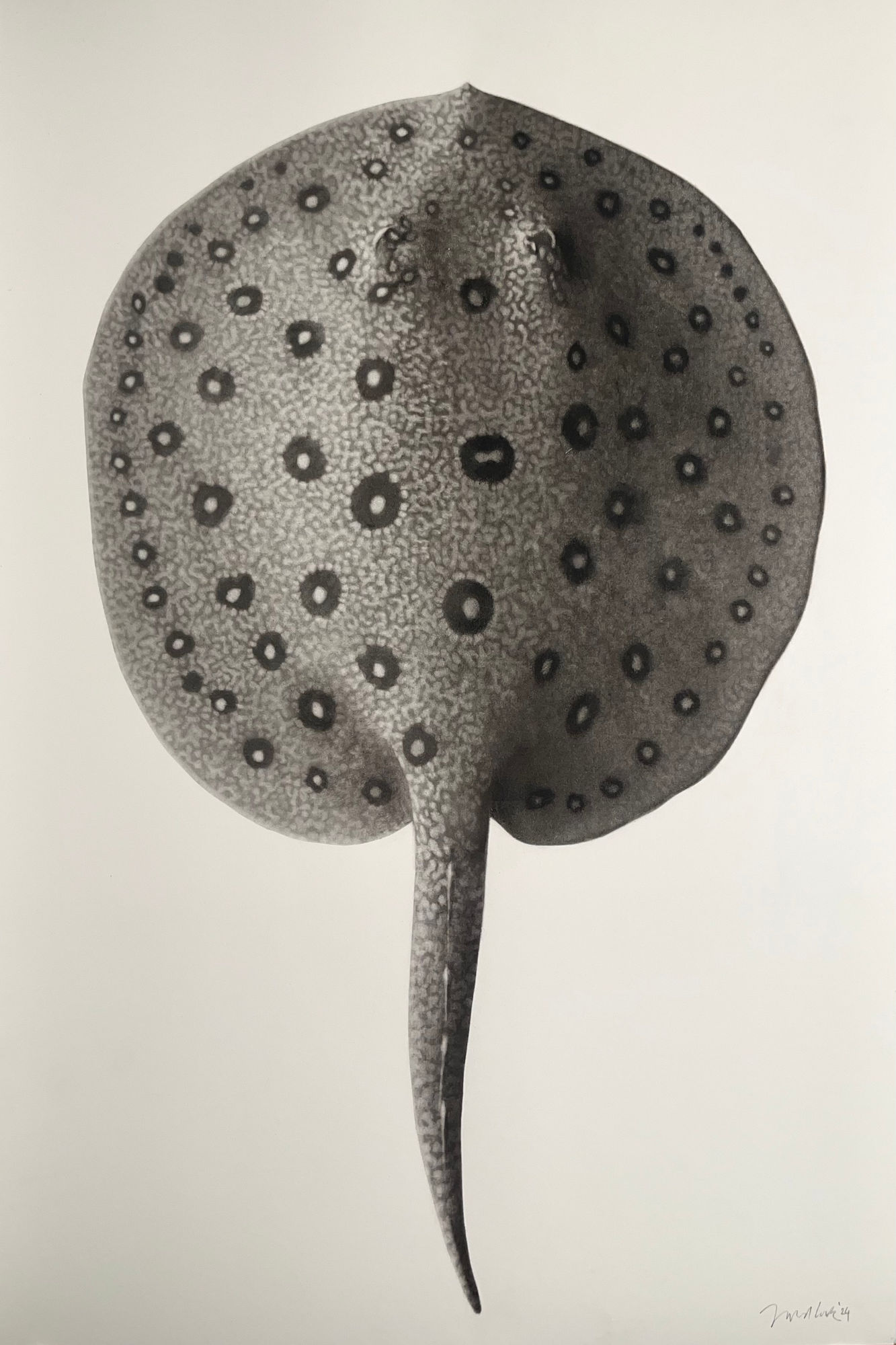 Jonathan Delafield Cook, Barnacle, 2024