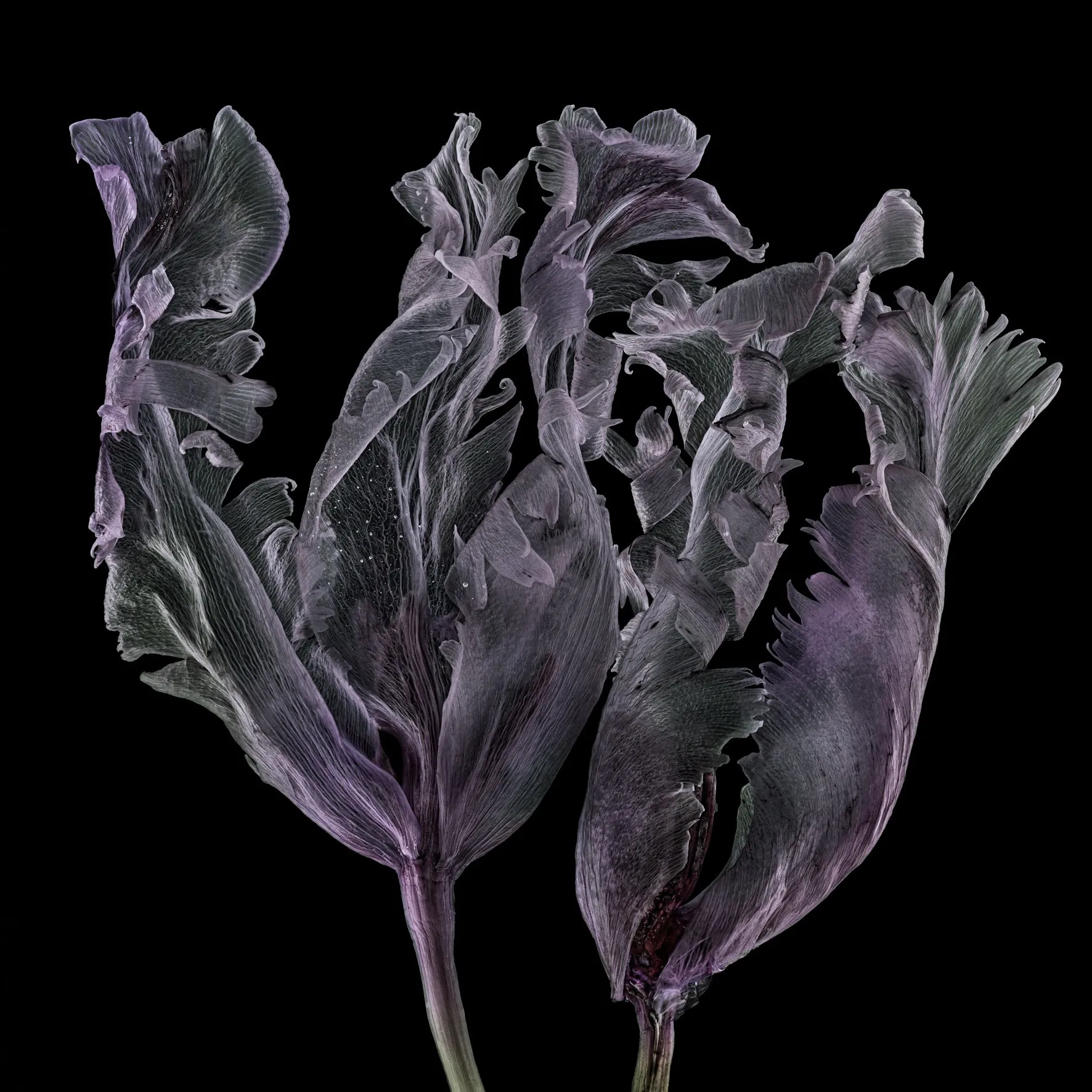 Kathrin Linkersdorff, From the series Fairies, III/2, 2020