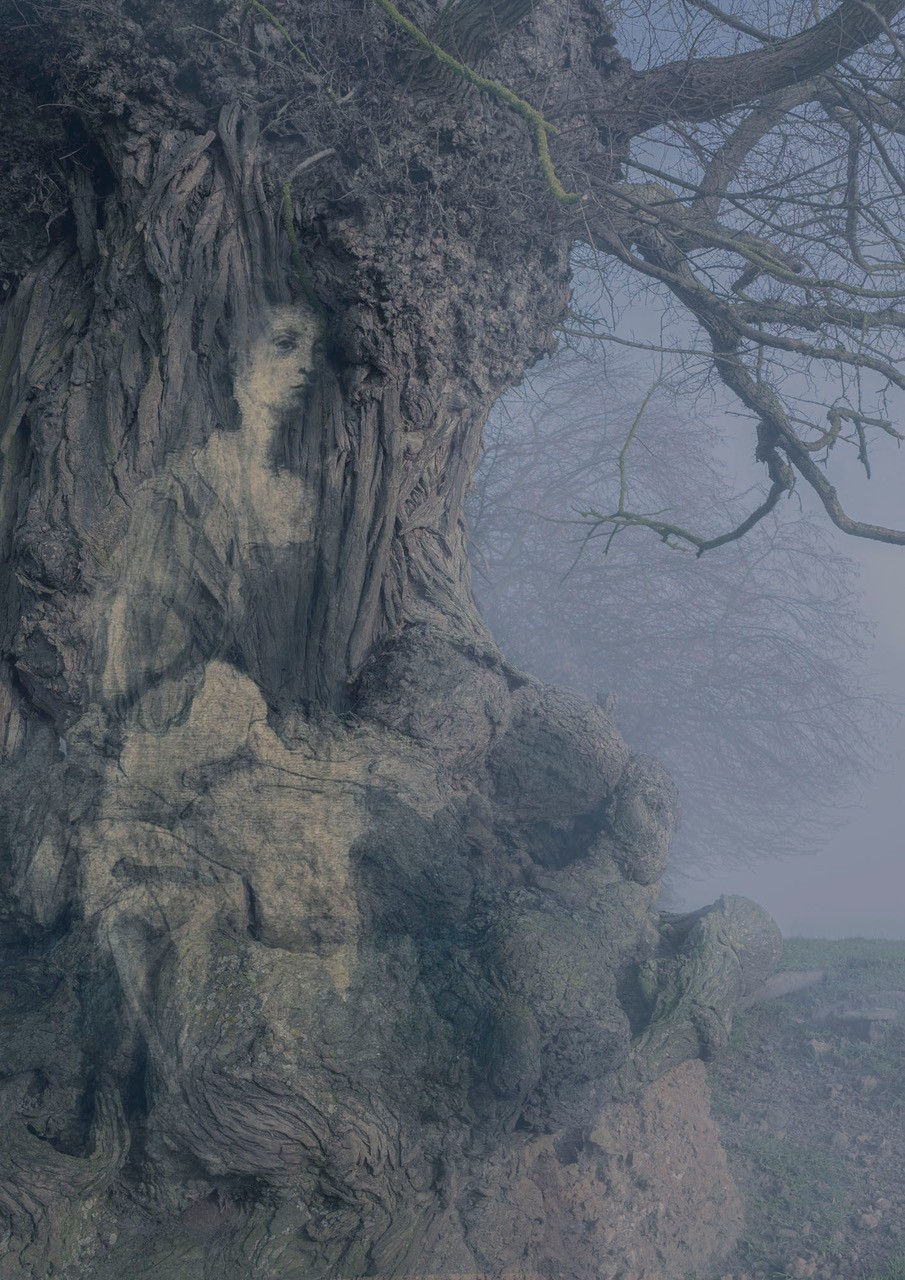 Tessa Traeger, Family Trees, No.13 Lady Elizabeth Montagu - Musician , 2022