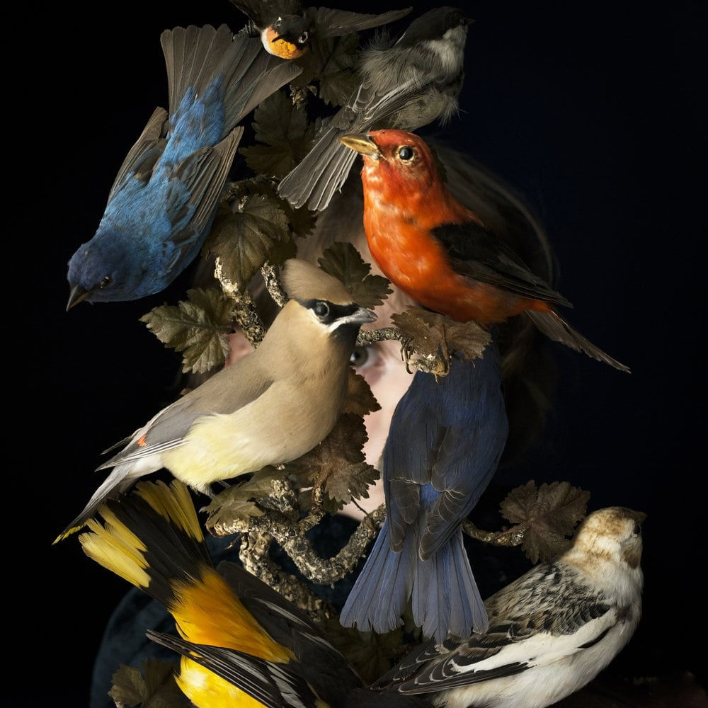 Cig Harvey, Birds of New England, 2017