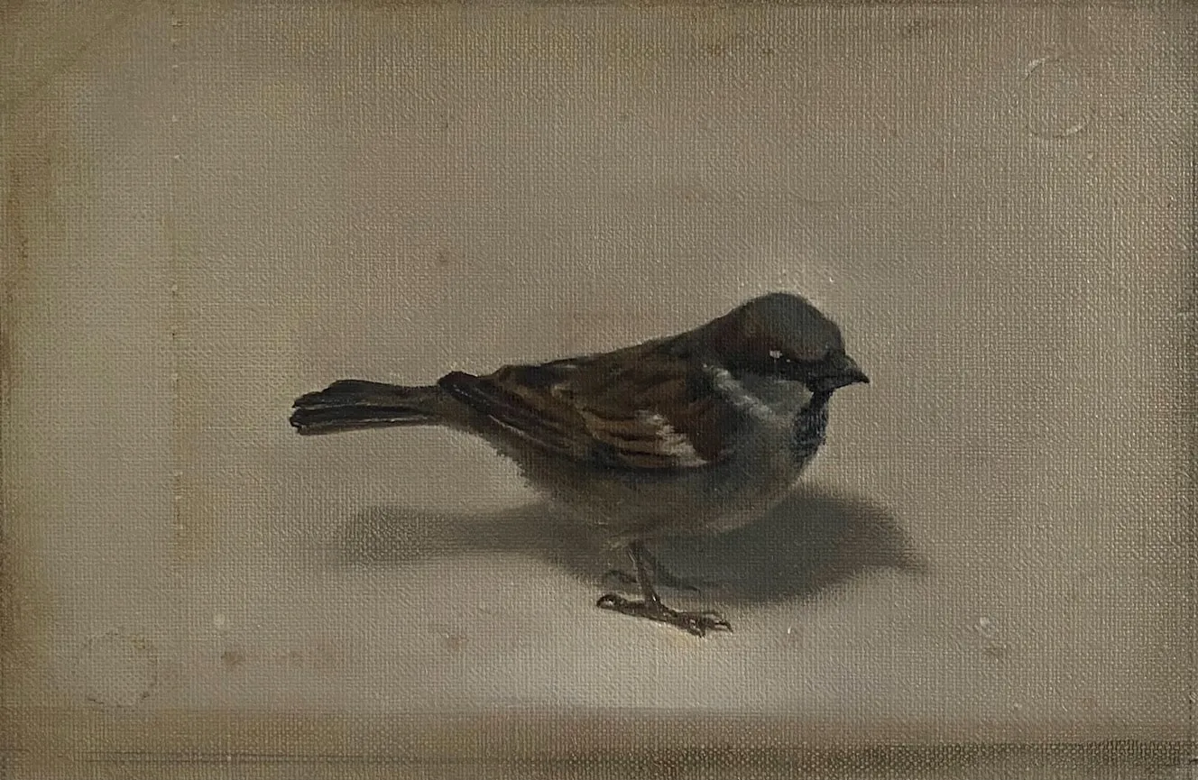 Derrick Guild RSA, Sparrow