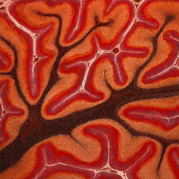 Sam Ainsley RSA, The Darkened Splinterectio Brainstream Tide