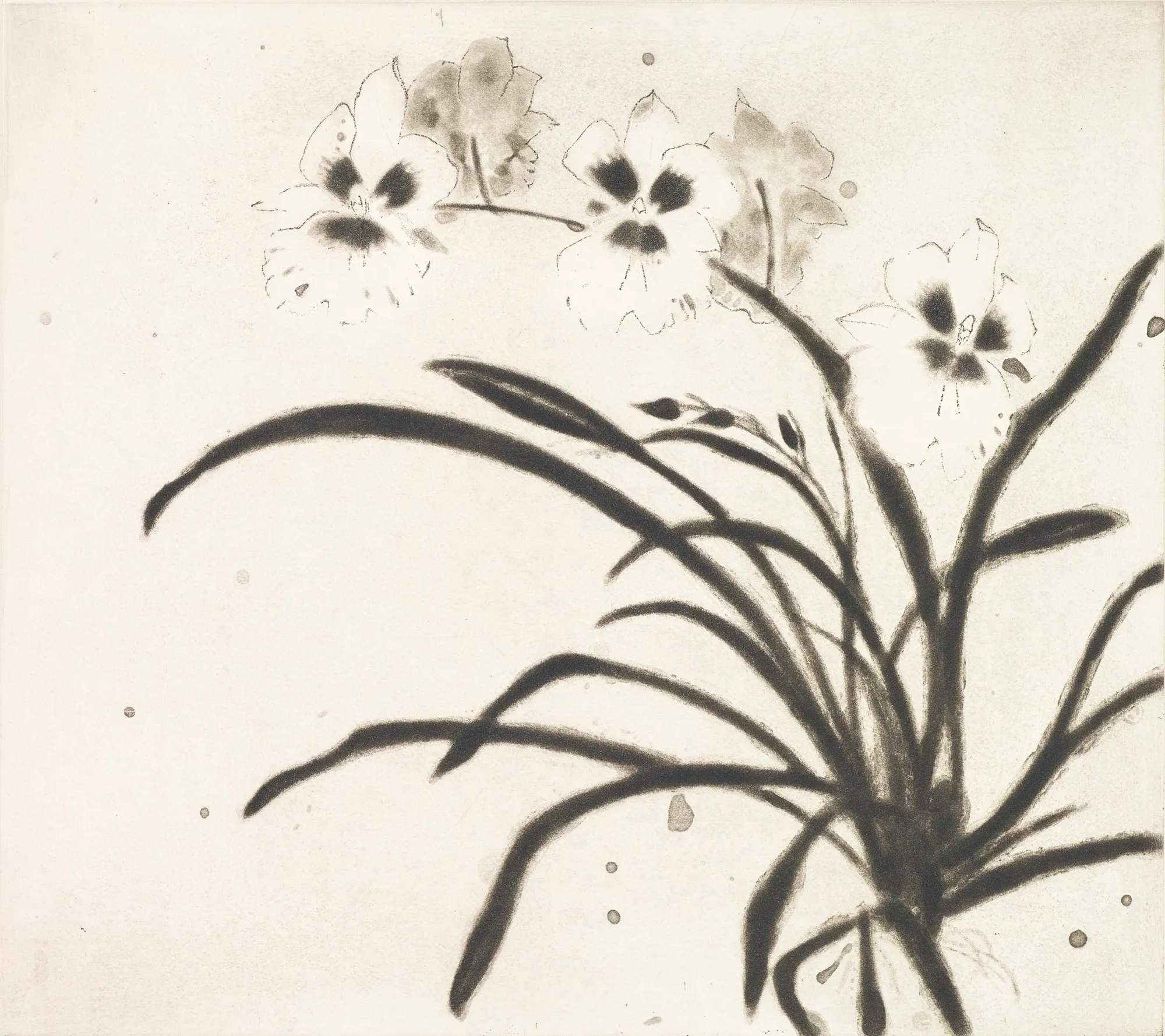 Elizabeth Blackadder RSA, Orchid Miltonia II, 2000