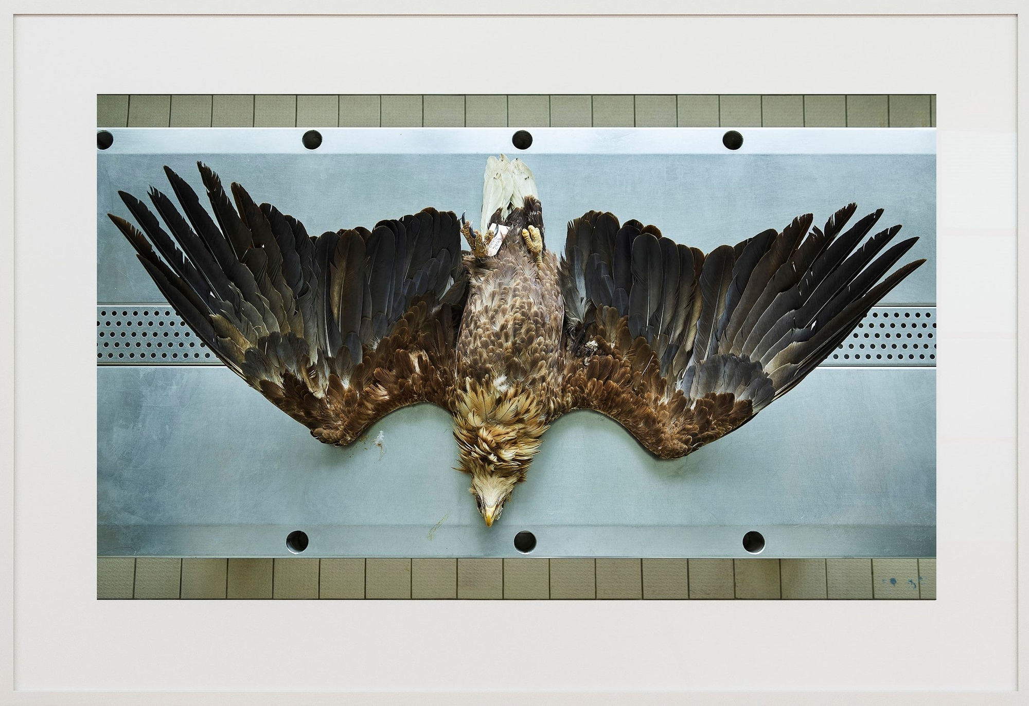 Thomas Struth, Seeadler (Haliaeetus albicilla), Leibniz IZW, Berlin 2016, 2016