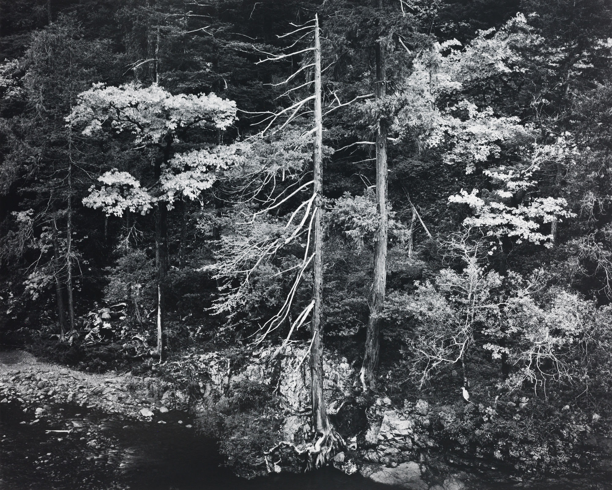 Ansel Adams, Forest and Stream, Northern California, 1959