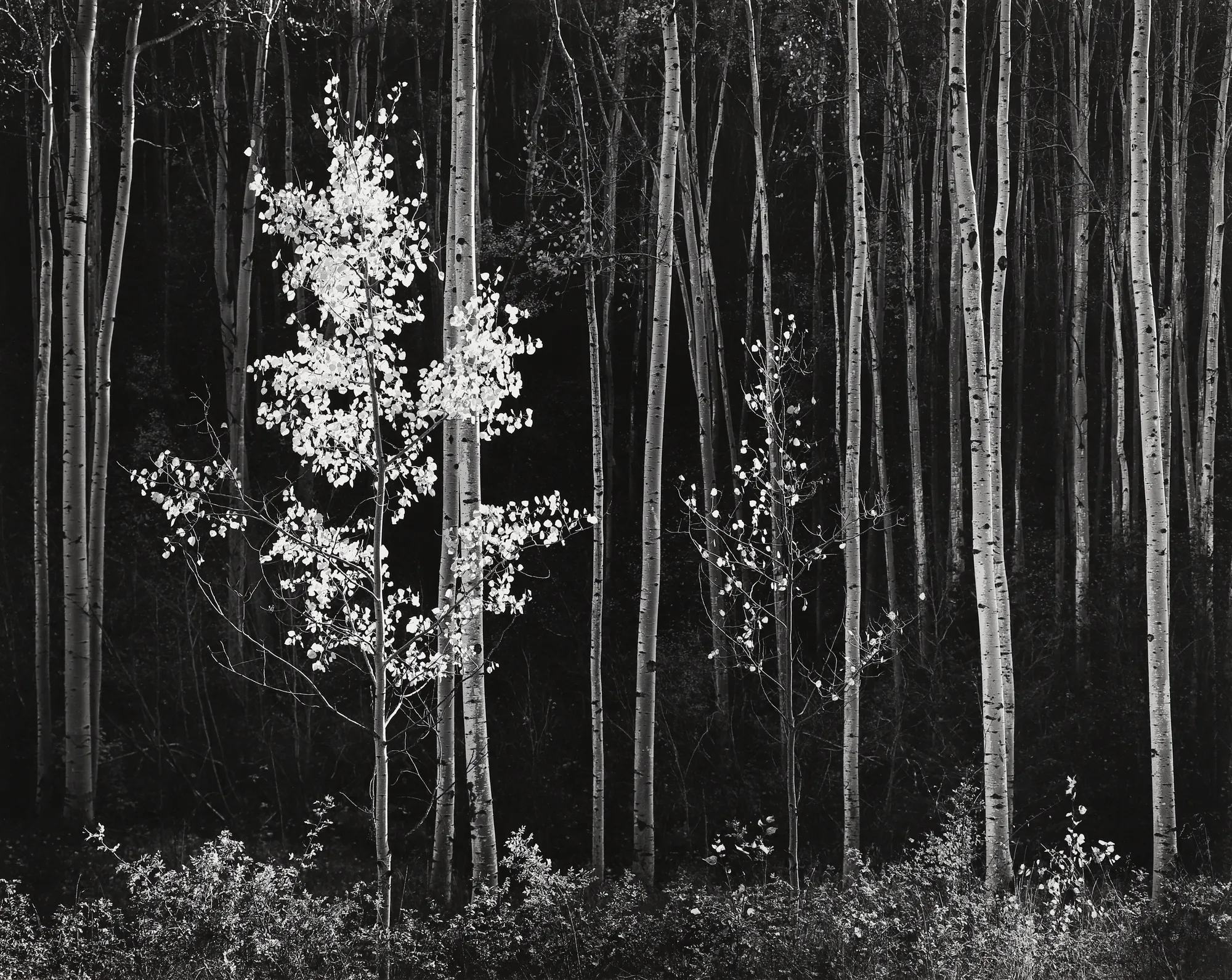 Ansel Adams, Aspens, Northern NM, 1958