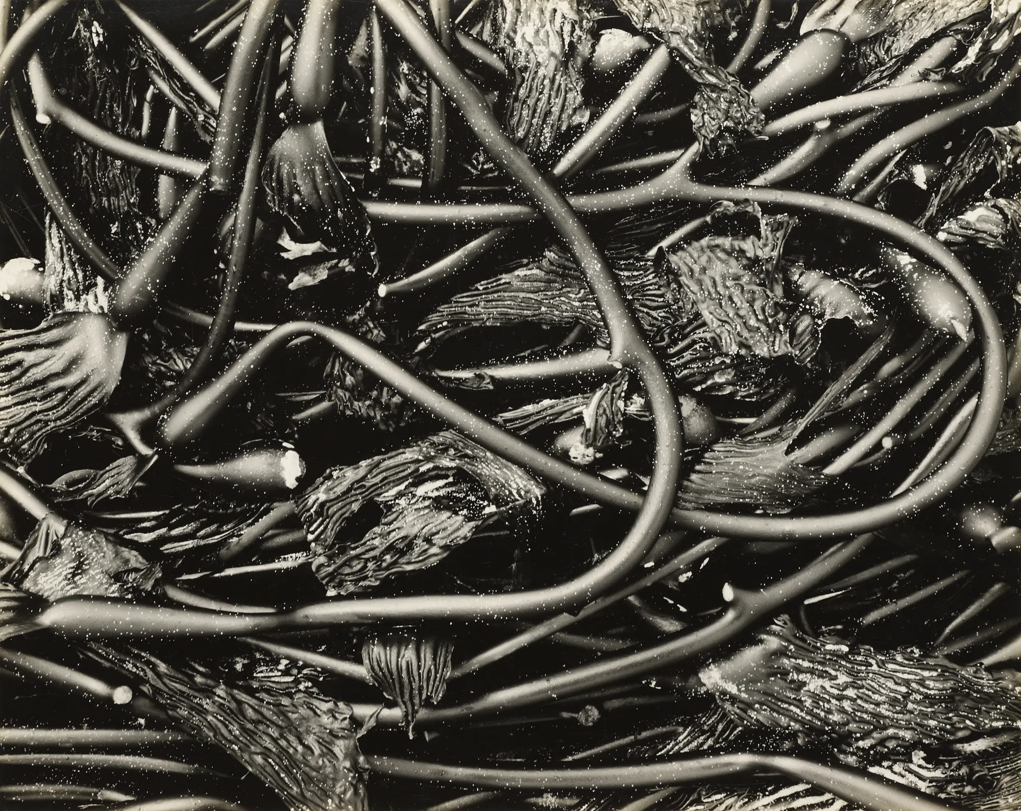 Edward Weston, Kelp, 1930
