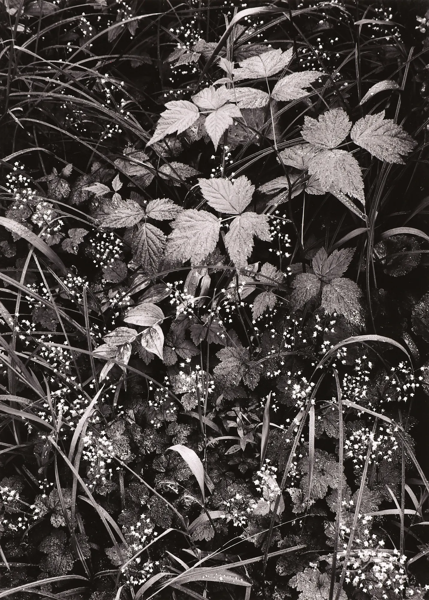Ansel Adams, Trailside Near Juneau, Alaska, 1948
