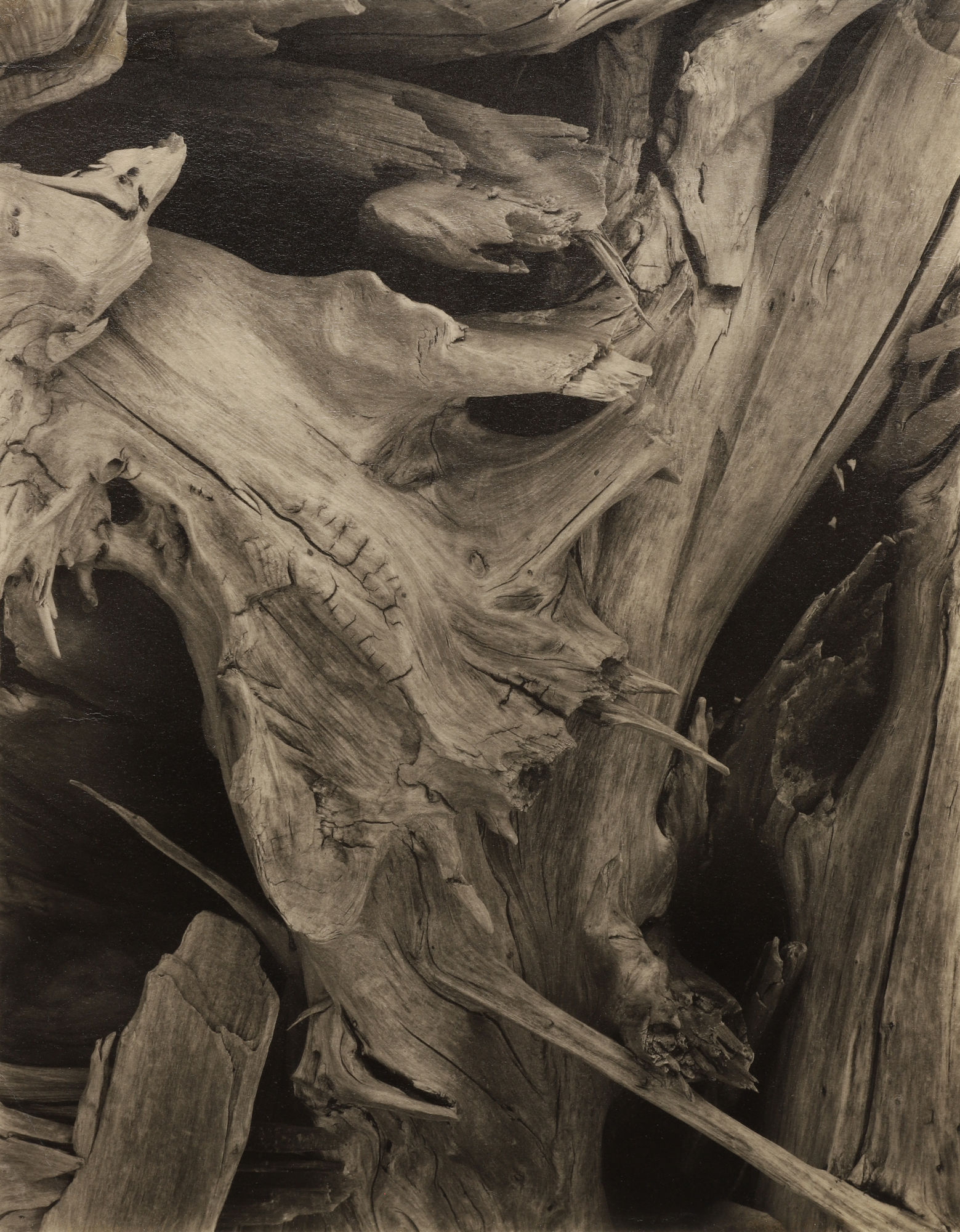 Paul Strand, Driftwood, Maine, 1928