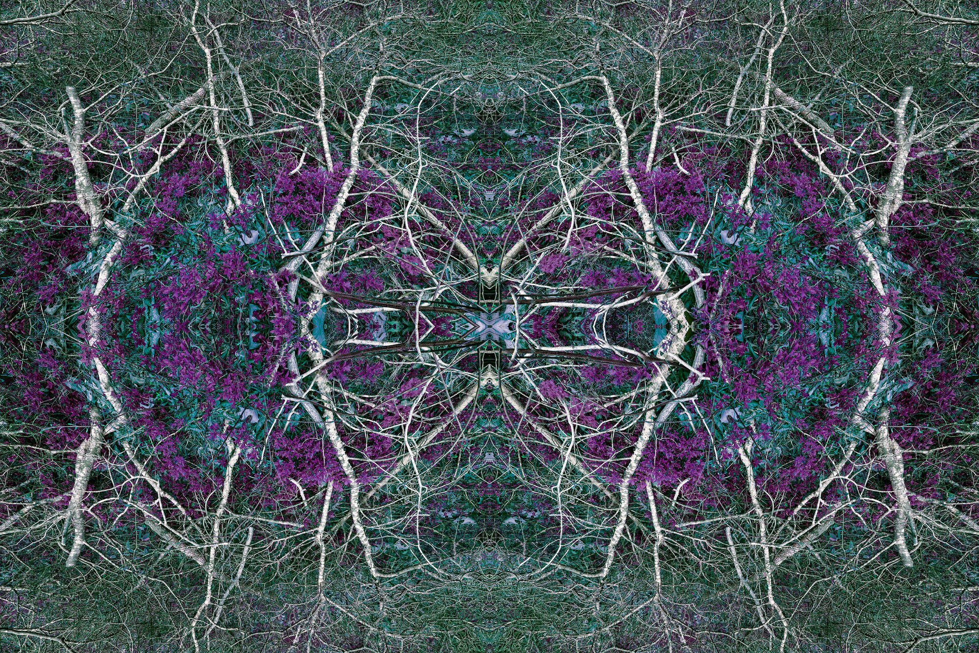 Michael Weil, Spring in the Hollow, 2024