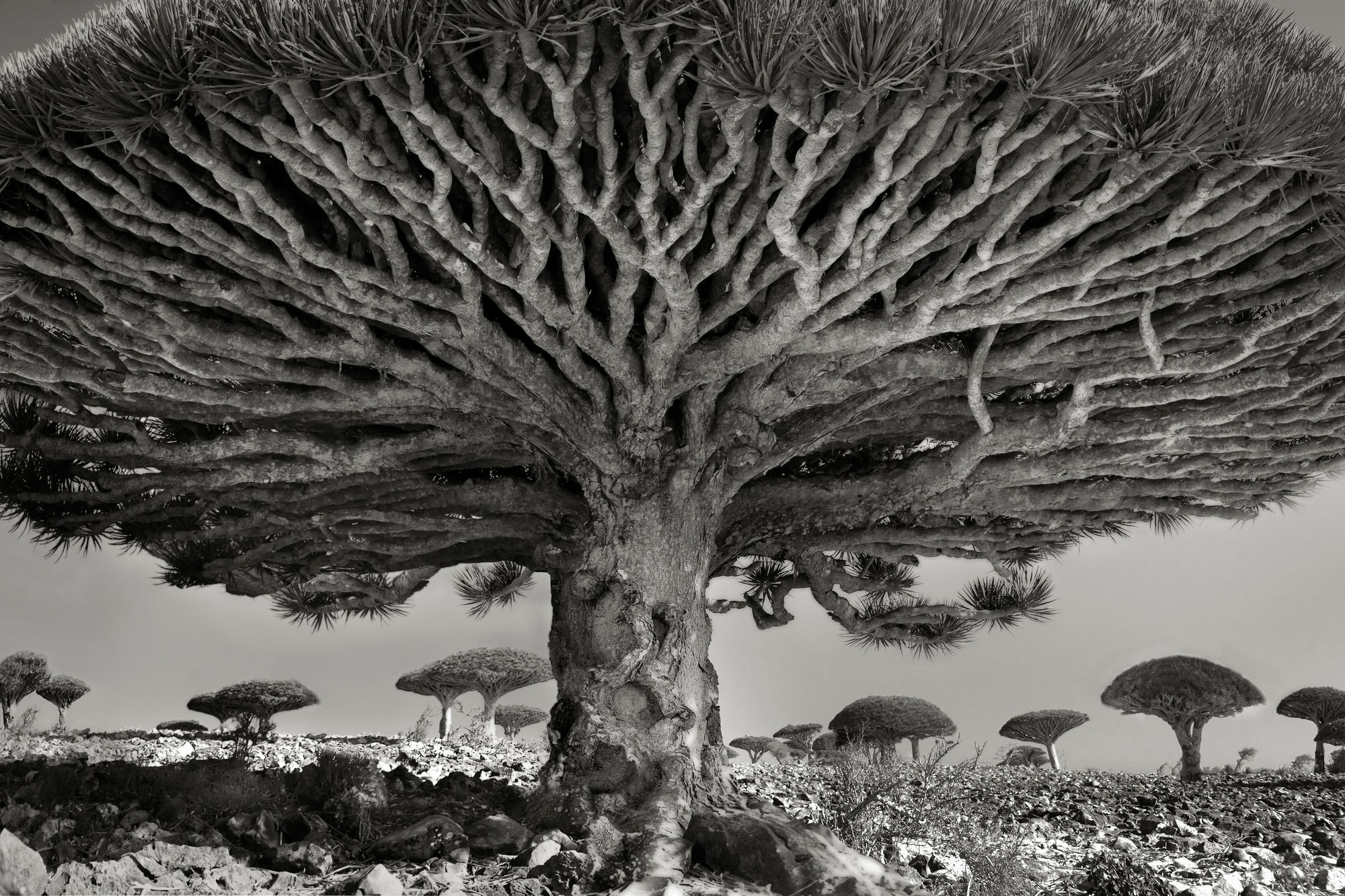 Beth Moon, Heart of the Dragon, 2010