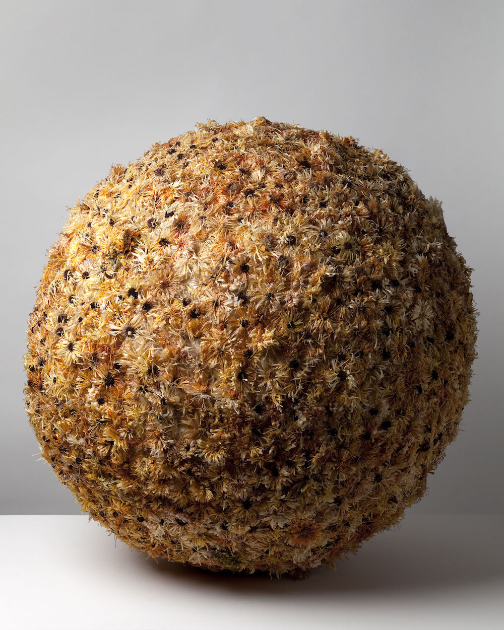 Cléa van der Grijn, Marigold Ball