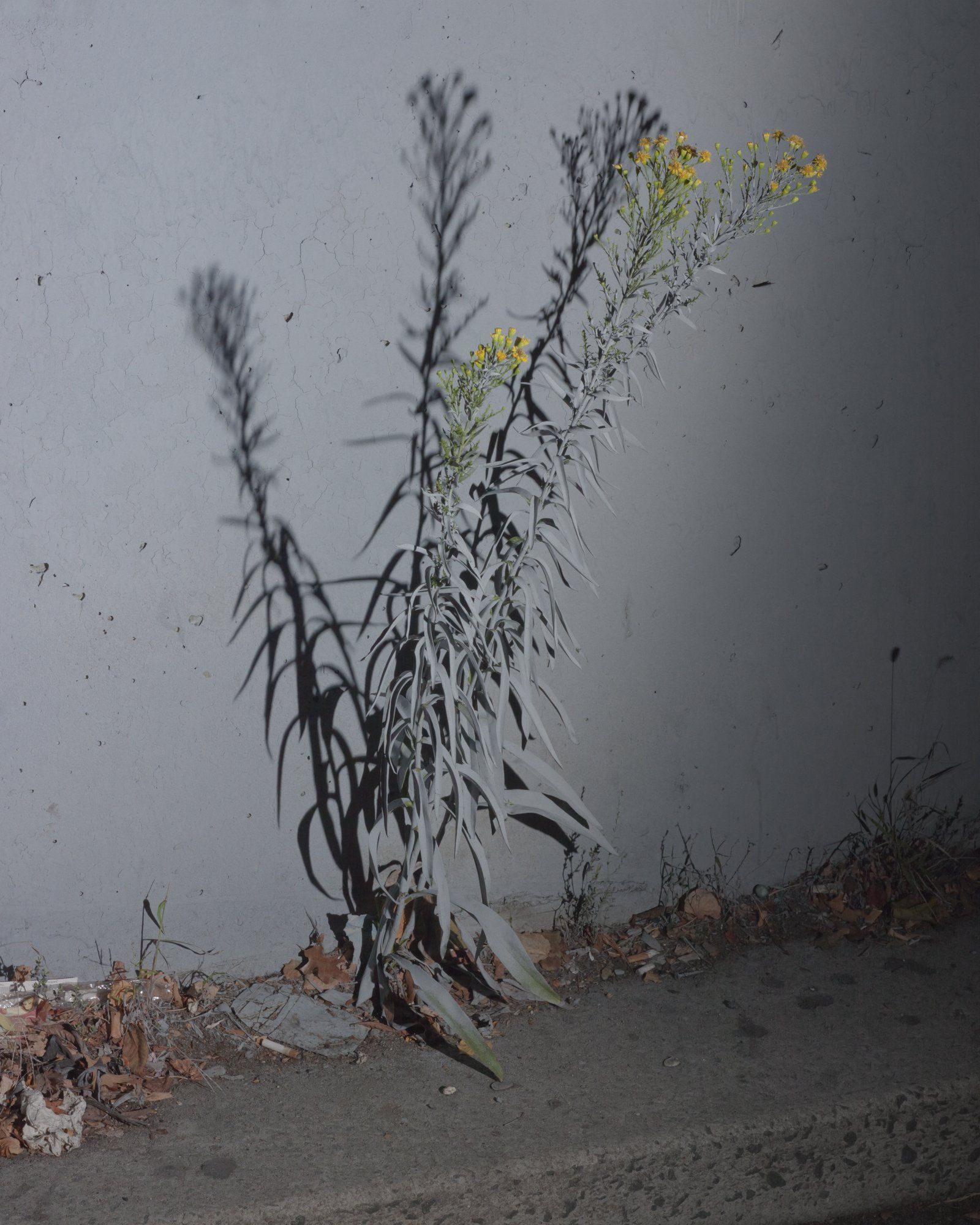 MICHAEL VAHRENWALD, Untitled, 2013