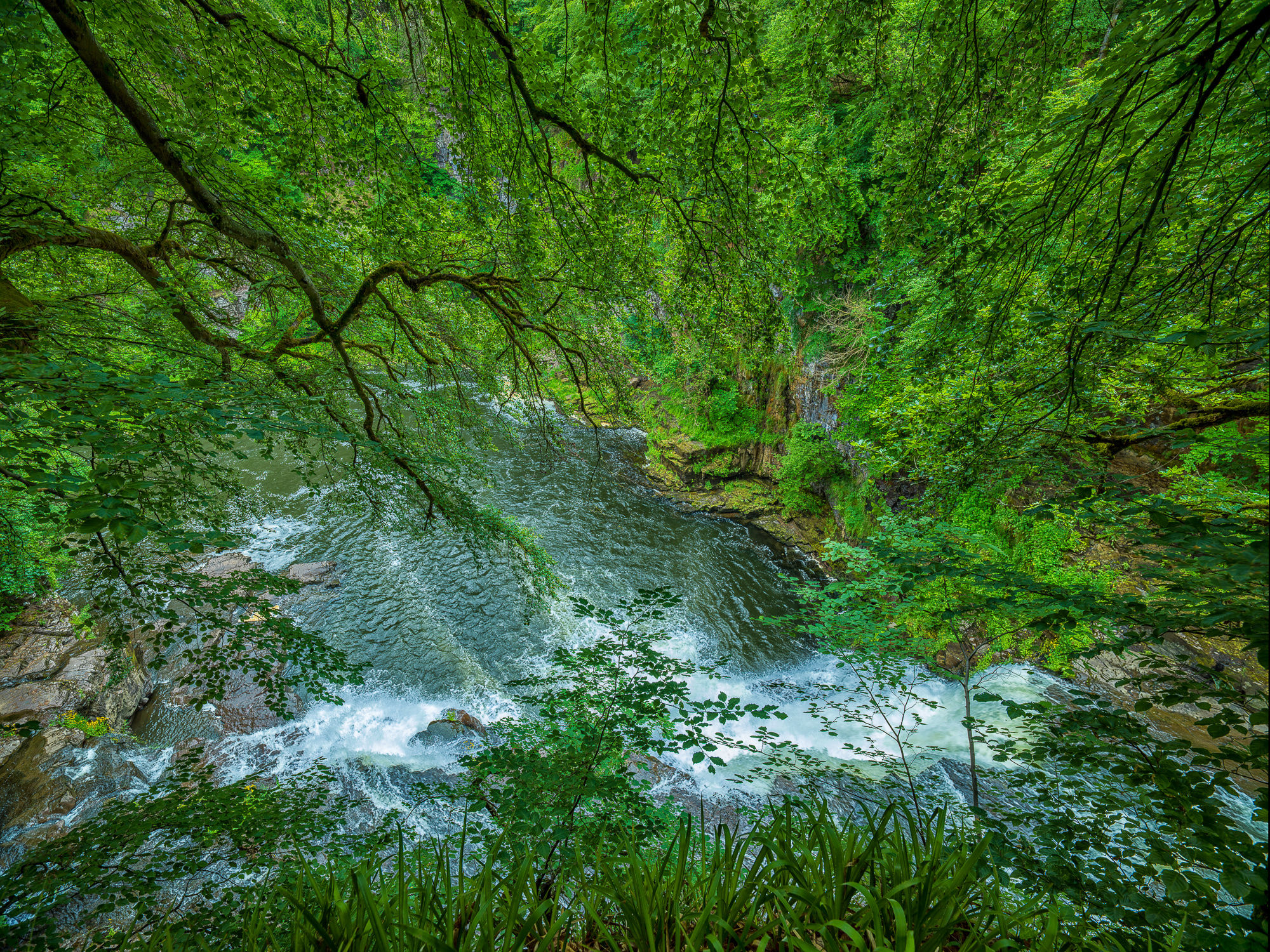 Adrian Houston, Ancient Woodland Falls of Clyde South Lanarkshire Scotland III, 2022