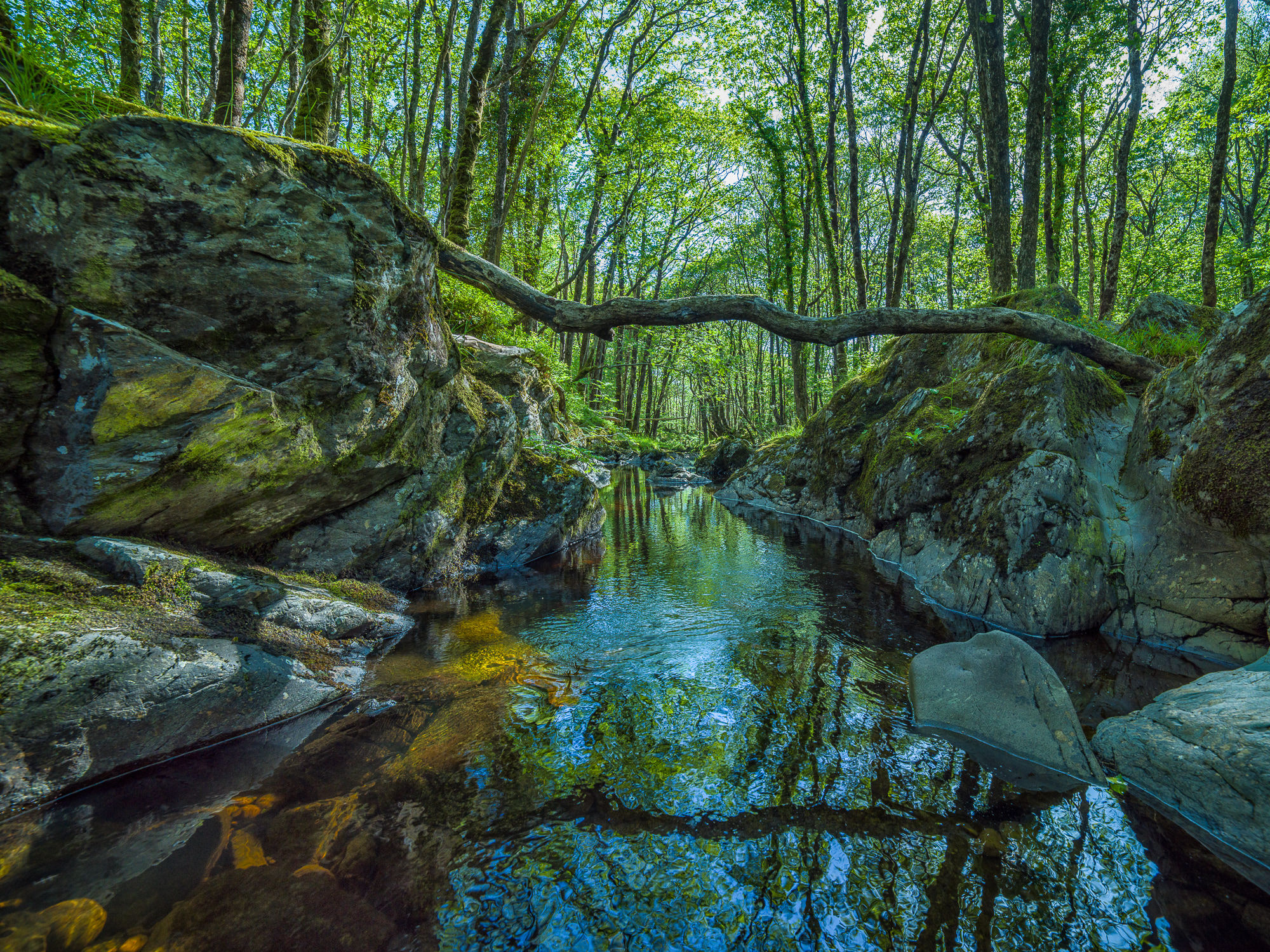 Adrian Houston, Ancient Woodland - Wood of Cree III Dumfries and Galloway Scotland, 2022