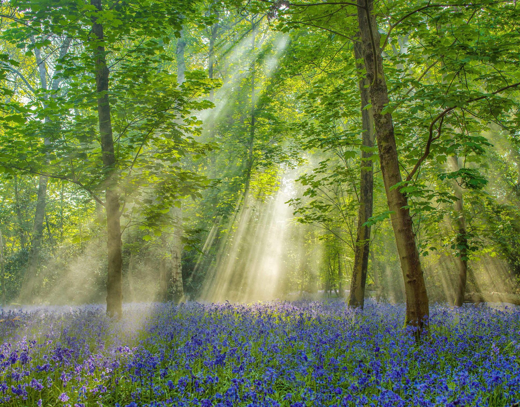 Adrian Houston, Ancient Woodland Burnham Beeches Bluebells , 2022