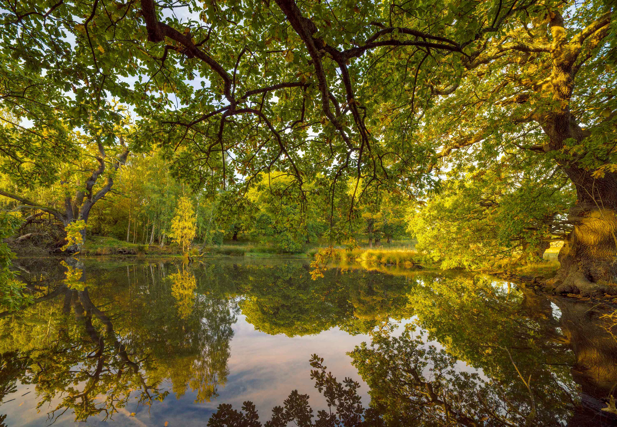 Adrian Houston, Ancient Woodland Old Oak Wood Dalkeith Scotland, 2022
