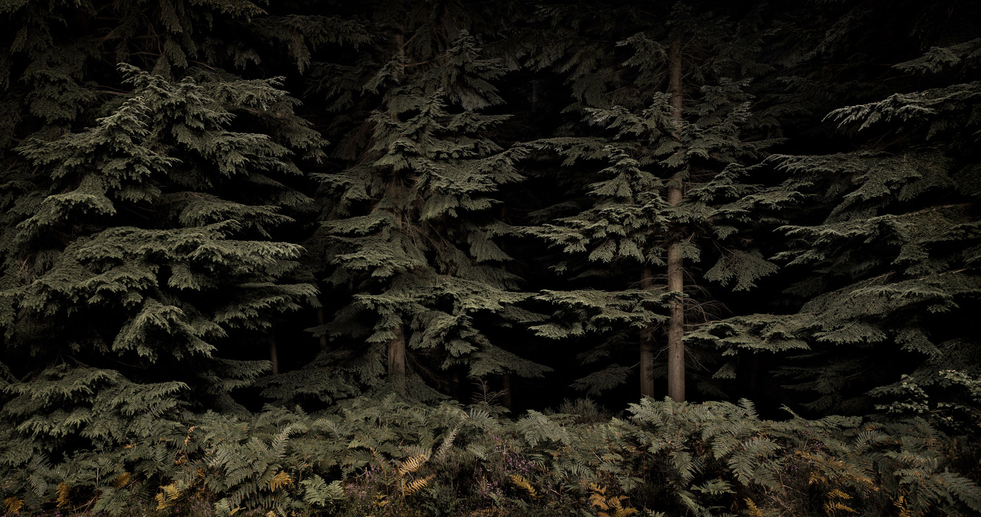 Jasper Goodall, Threshold, 2021