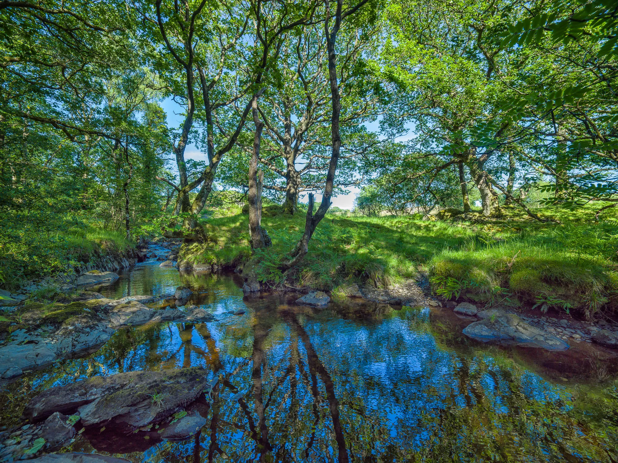 Adrian Houston, Ancient Woodland - Wood of Cree II Dumfries and Galloway Scotland, 2022