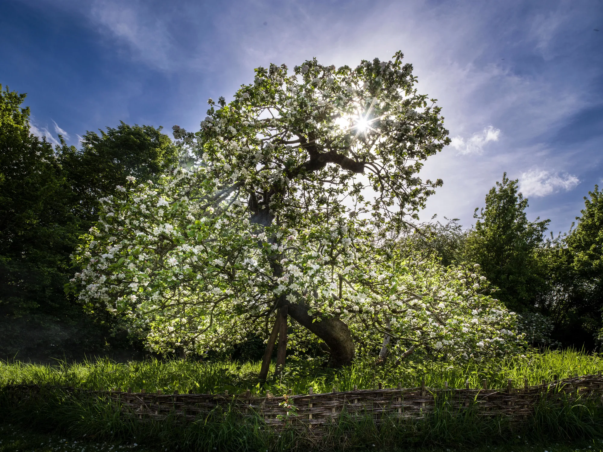 Charles Sainsbury-Plaice, Ancient Tree Sir Isaac Newton's Apple Tree Cambridge, 2022