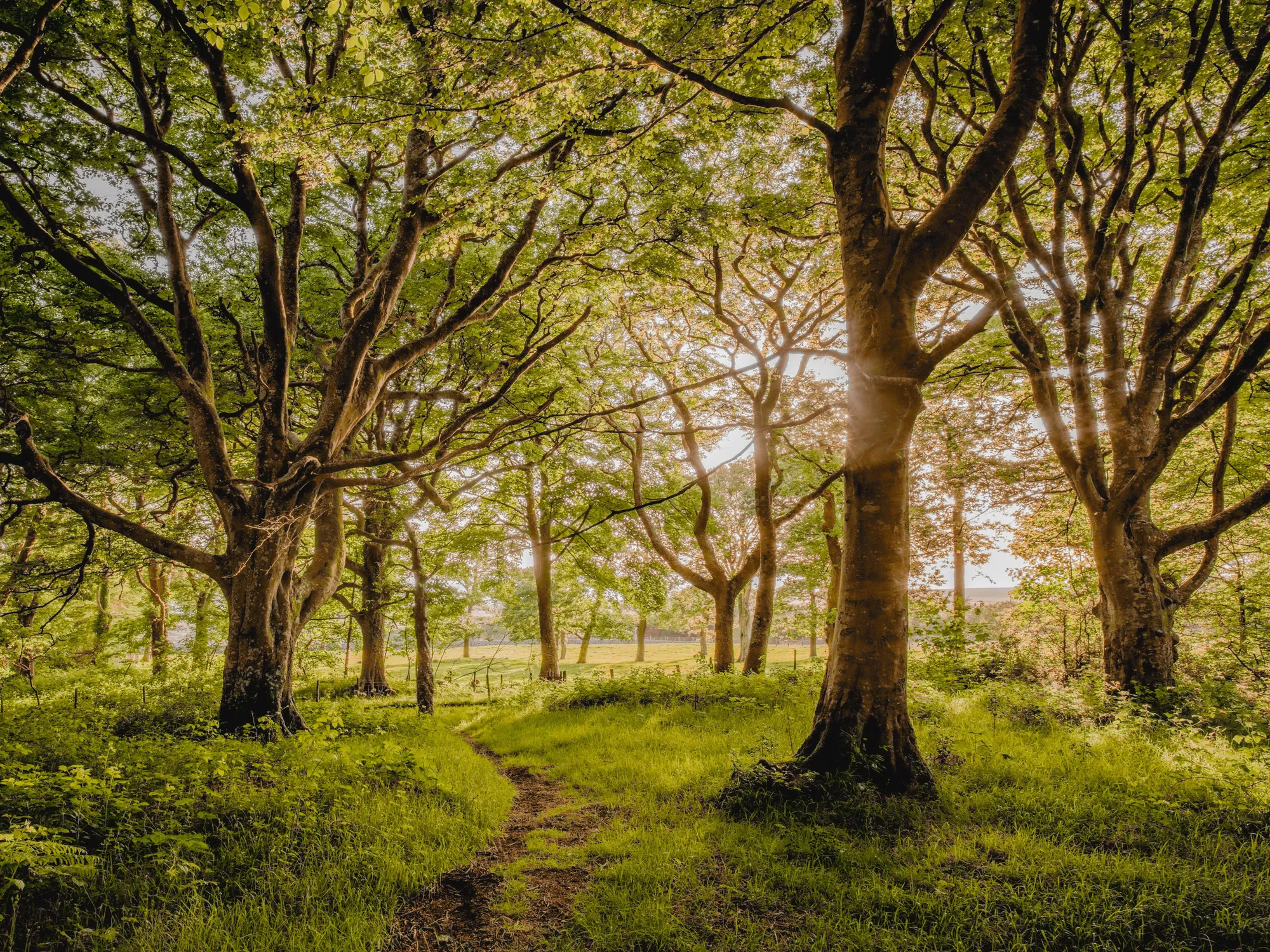 Charles Sainsbury-Plaice, Ancient Woodland Cors y Gedol II Gwynedd, 2022
