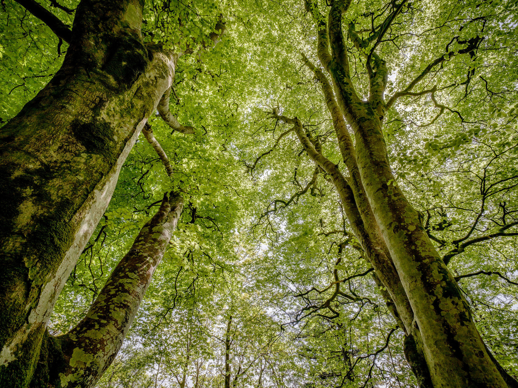 Charles Sainsbury-Plaice, Ancient Woodland Canopy Hafod Boeth Caernarfon Wales, 2022