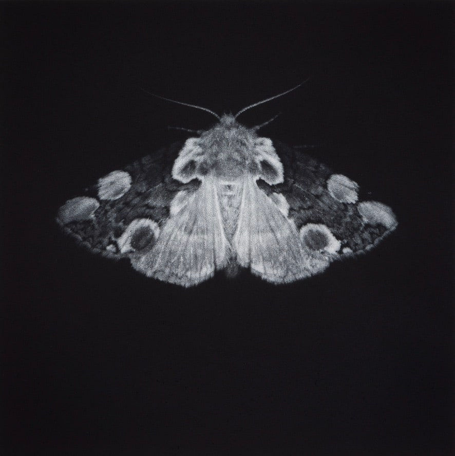 Sarah Gillespie, Peach Blossom, 2024