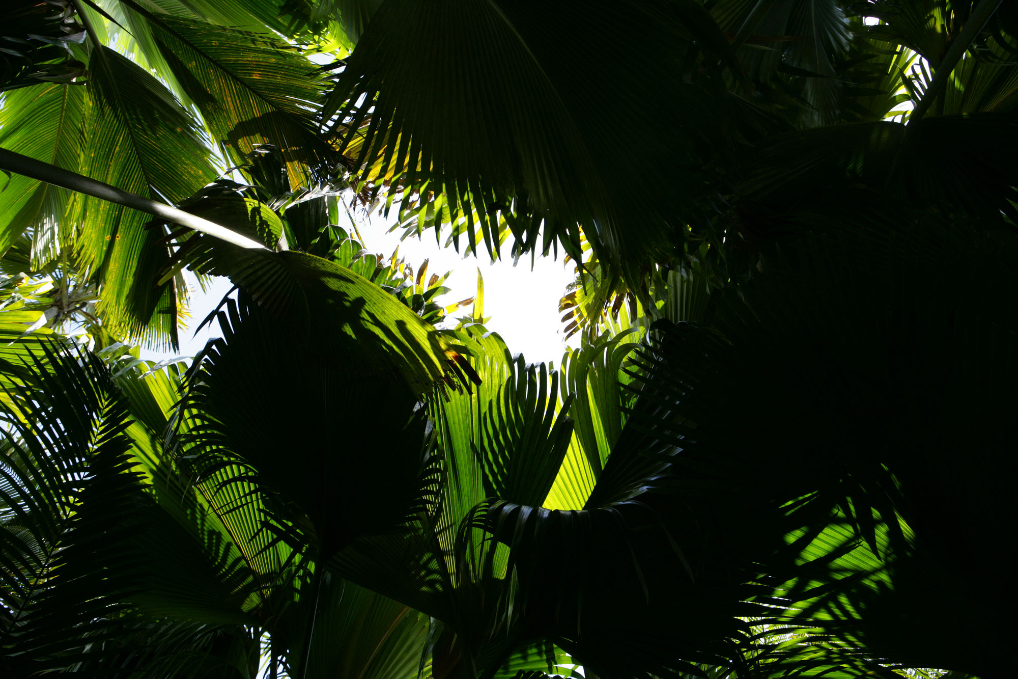 Lee Kang-So, A dream 09012, 2009