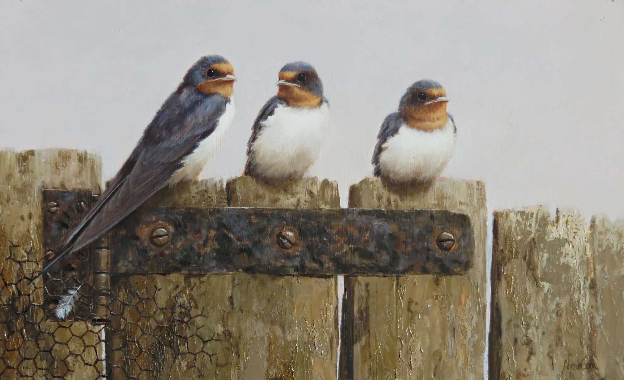 Neil Cox, SWALLOWS