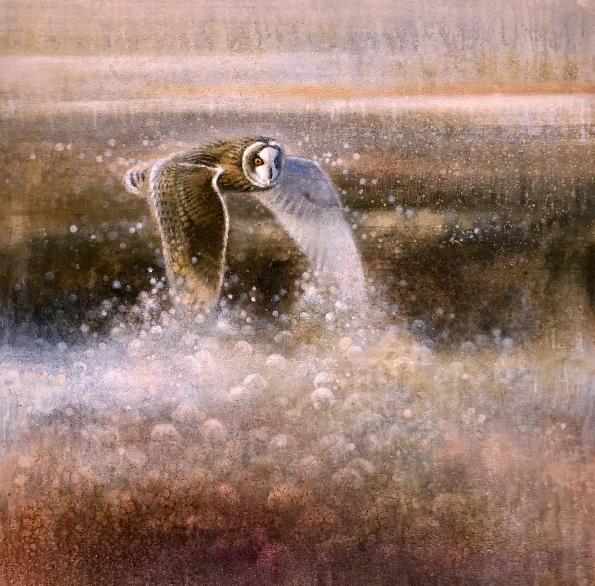 Ewoud de Groot, SHORT EARED OWL