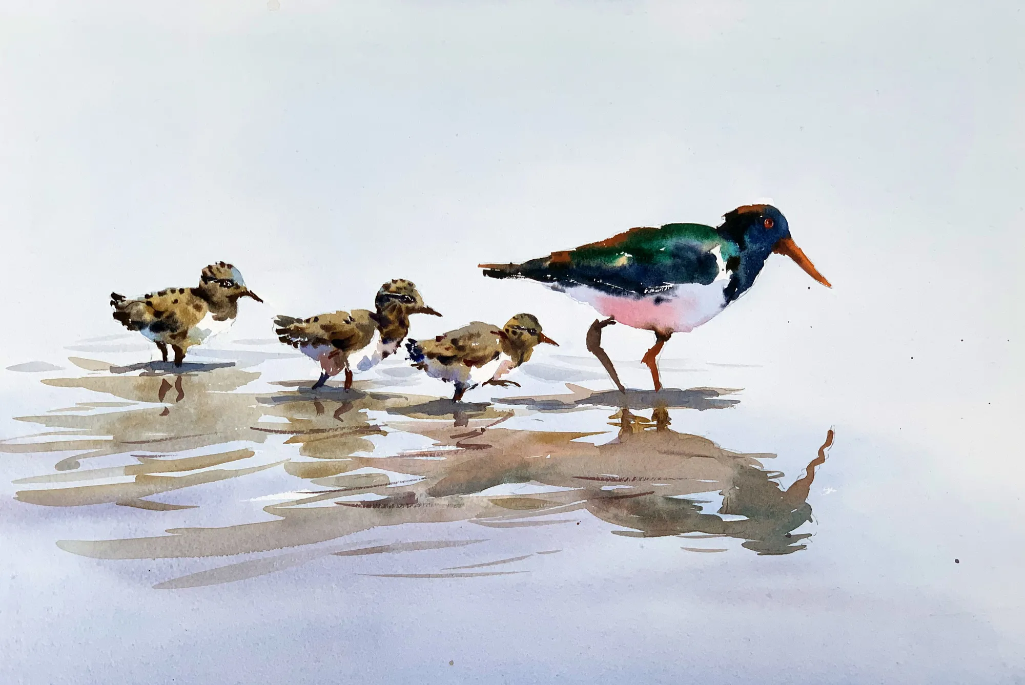 Jake Winkle, OYSTERCATCHERS