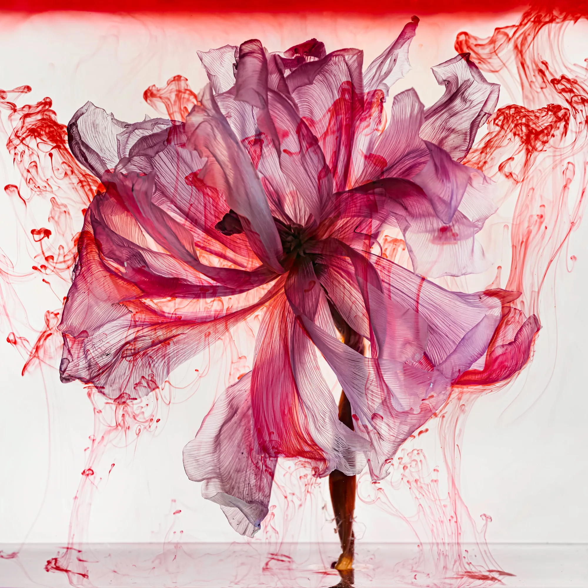 Kathrin Linkersdorff, Fairies IV / 10, 2019