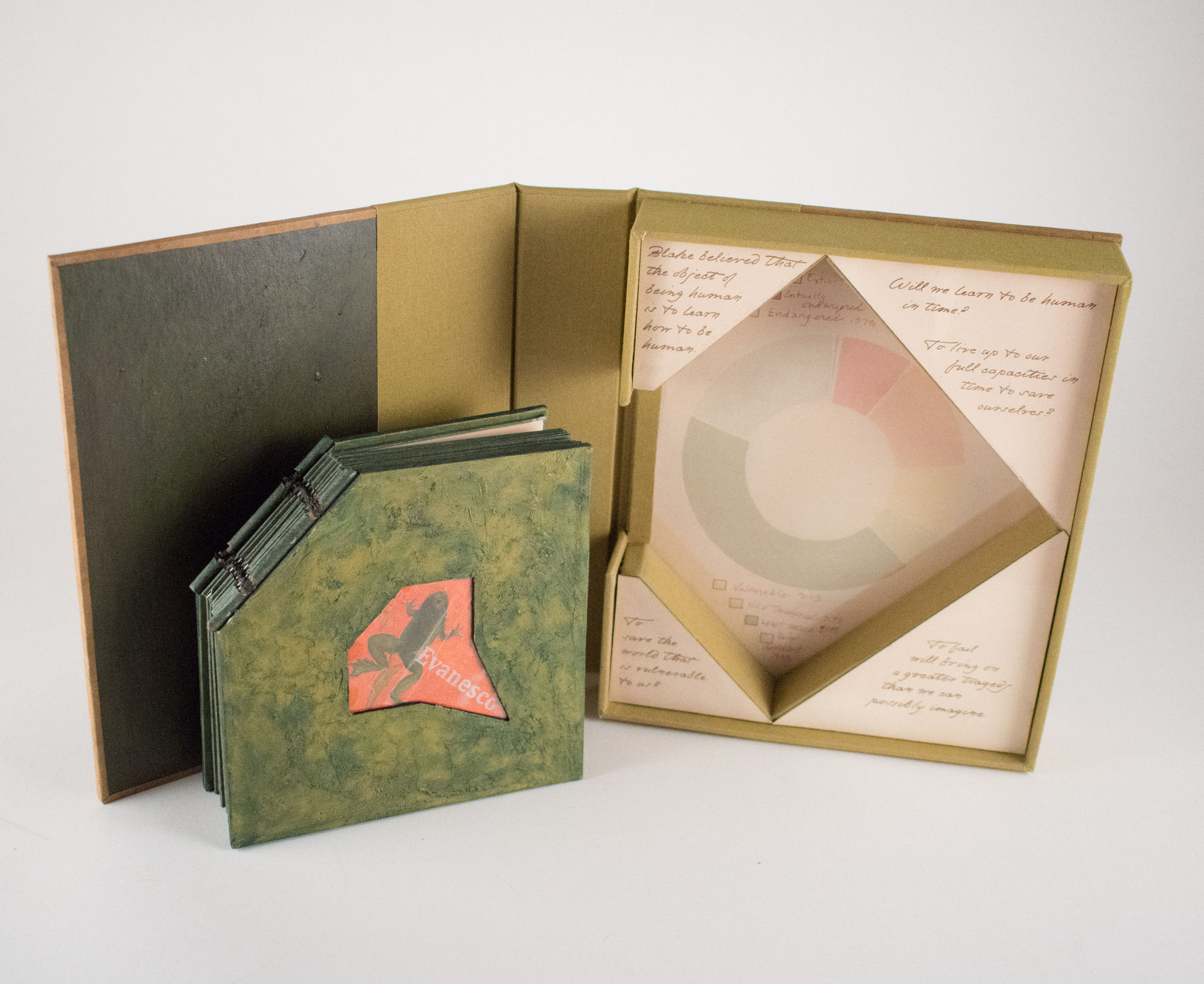 Alicia Bailey, Evanesco: a selection of beleaguered frogs, 2020