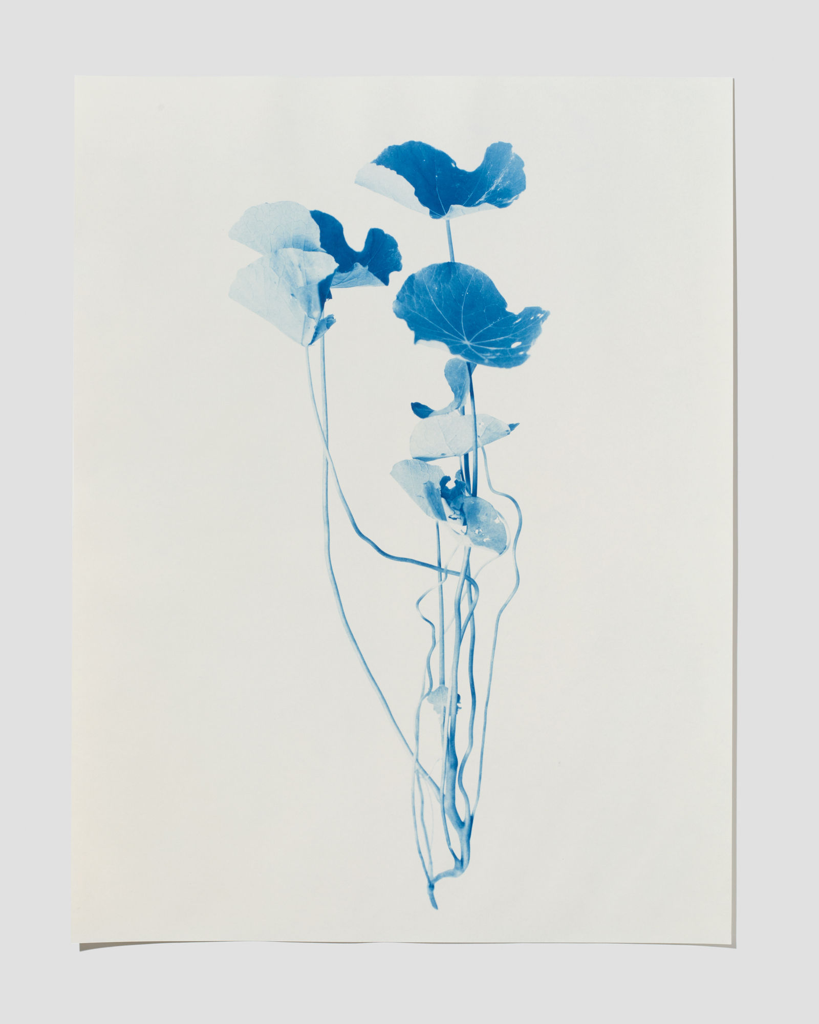 Leah Koransky, Consider the gesture (Nasturtium), 2022