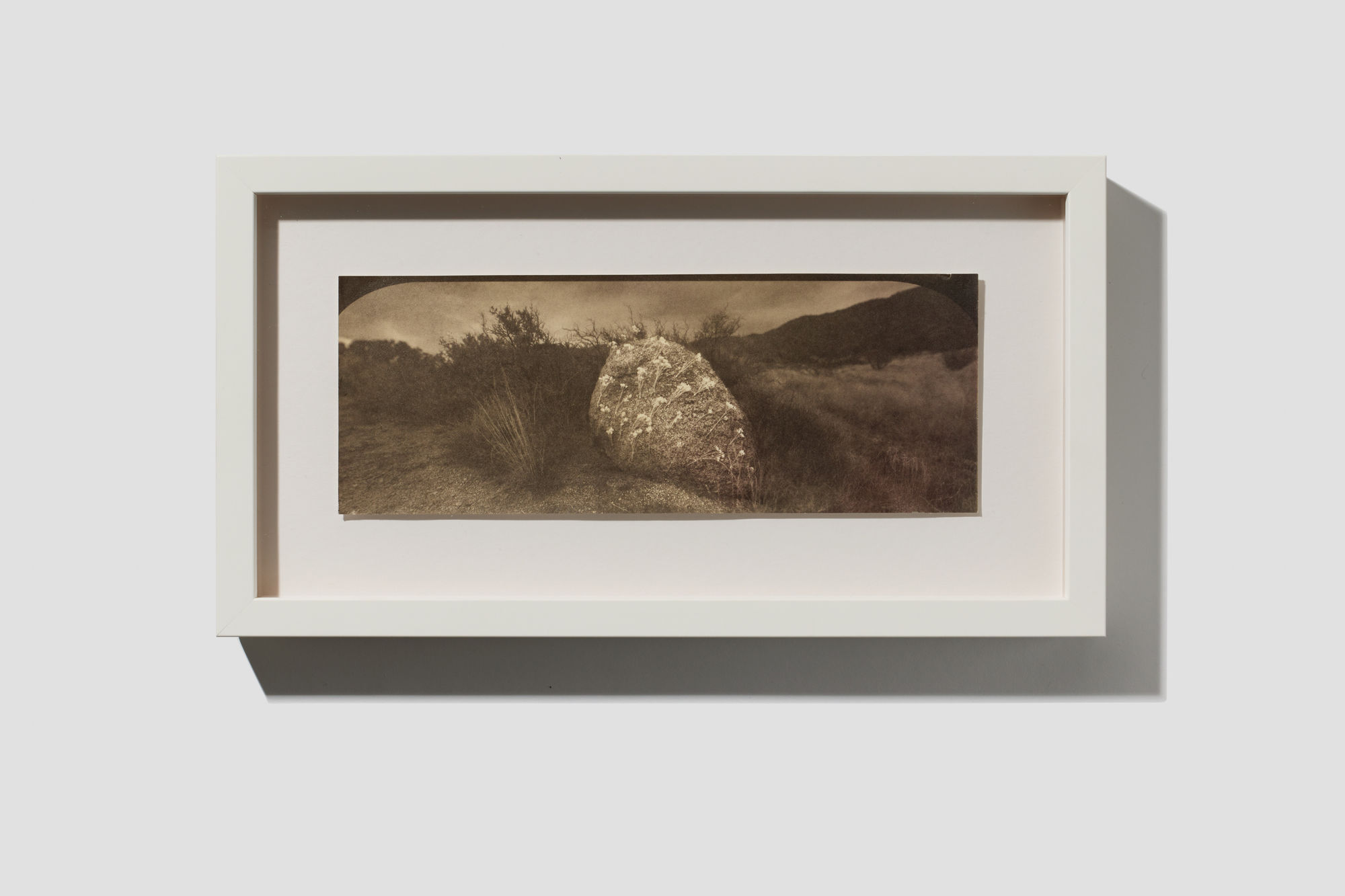 Stefan Jennings-Batista, Flowering Stone, 2022