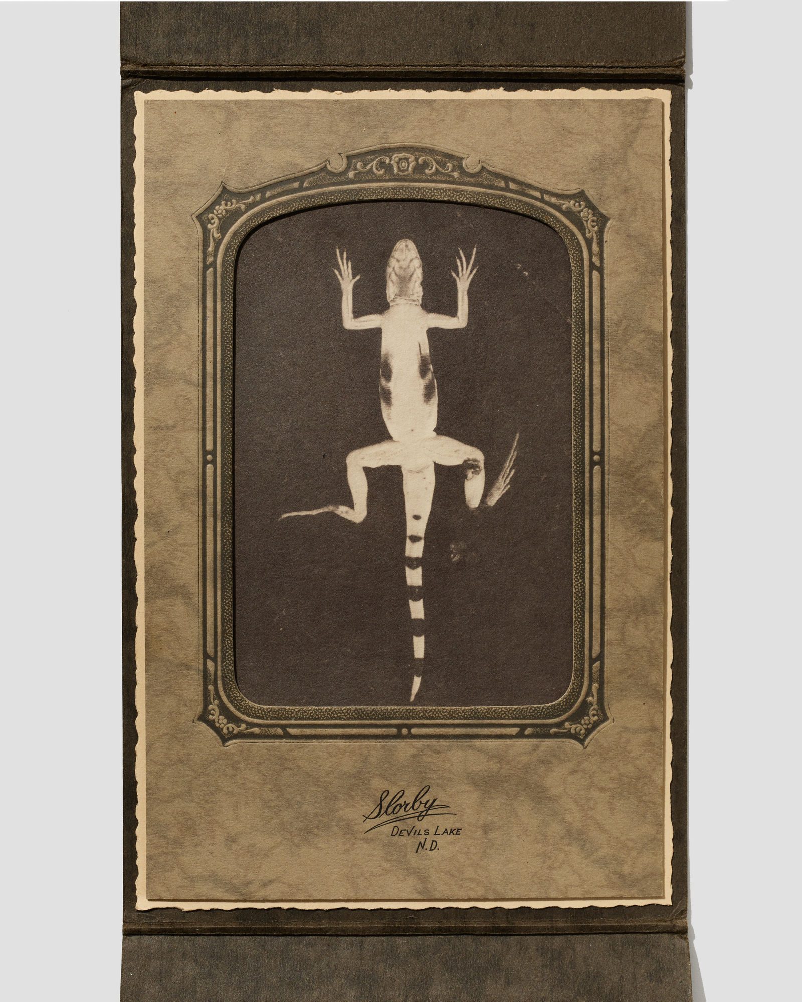 Stefan Jennings-Batista, Preserved Lizard, 2022