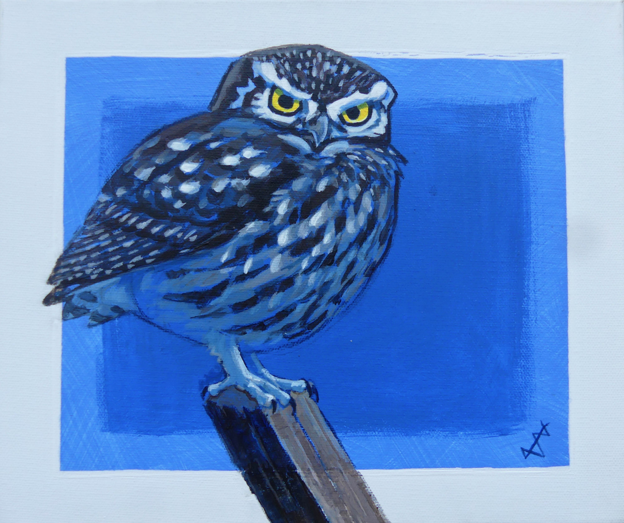Brin Edwards, Little Owl Study