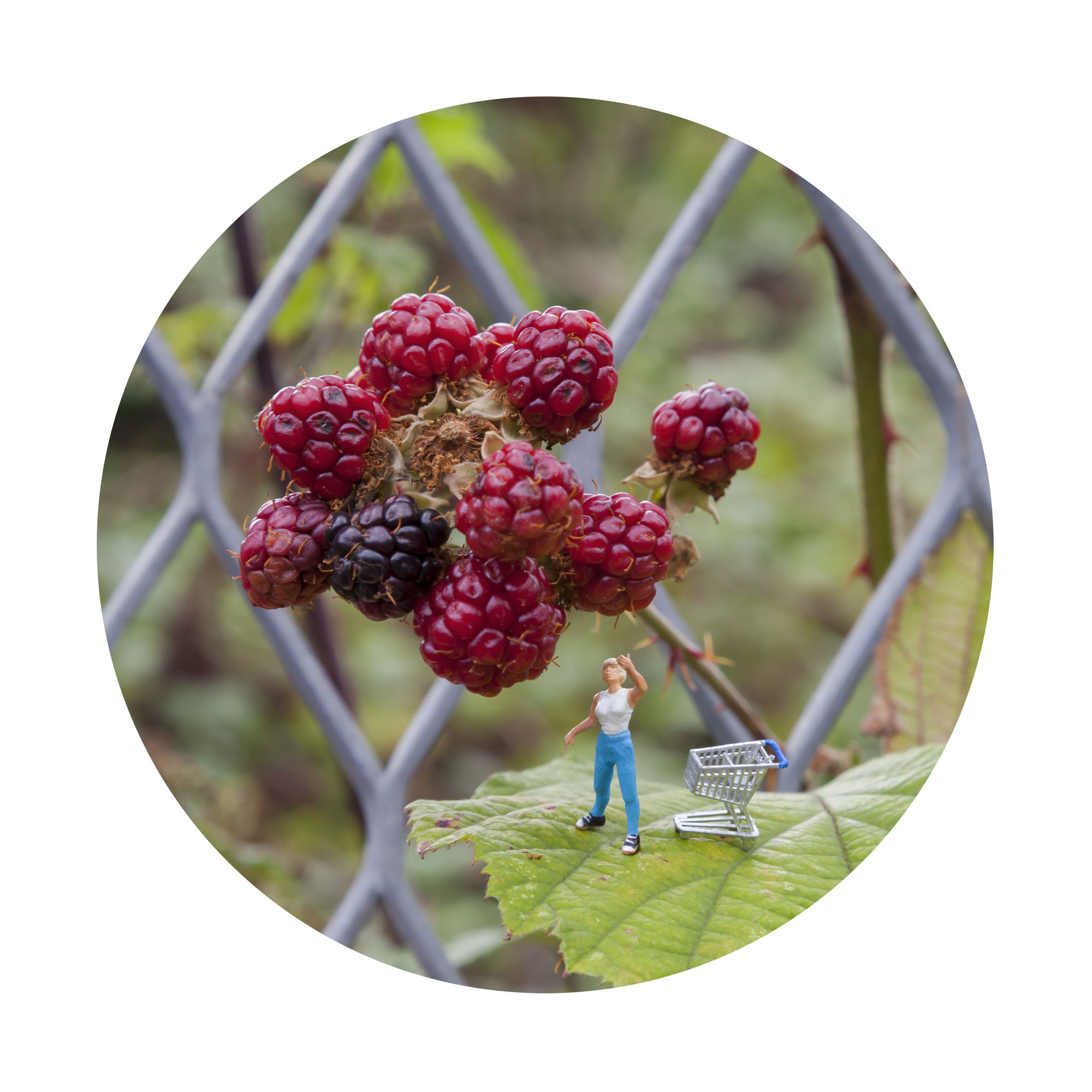 Slinkachu Foraging (man with berries) print