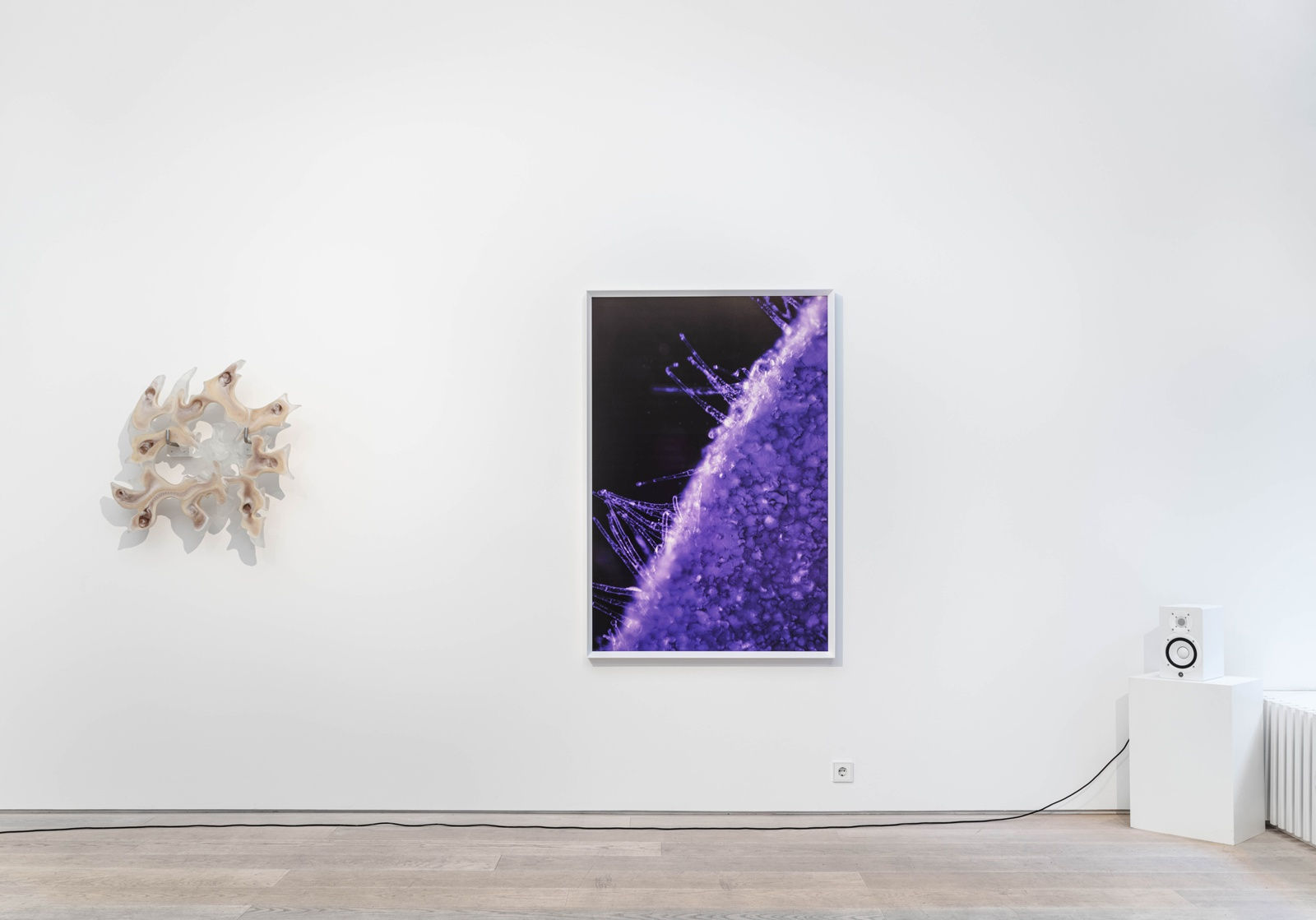 Dana-Fiona Armour Installation view, A Tale of Symbiogenesis, Andréhn-Schiptjenko, Stockholm, Sweden, 2023