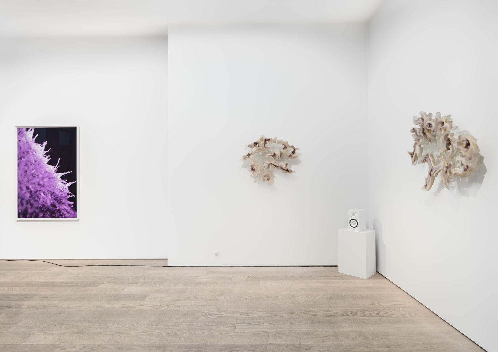 Dana-Fiona Armour Installation view, A Tale of Symbiogenesis, Andréhn-Schiptjenko, Stockholm, Sweden, 2023