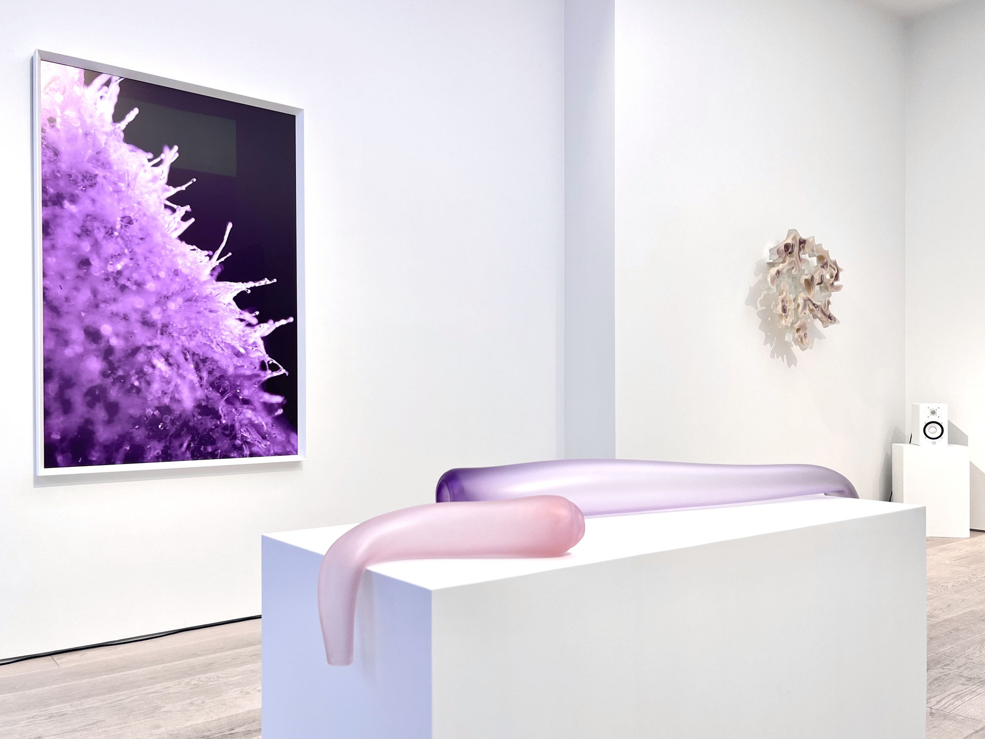 Dana-Fiona Armour Installation view, A Tale of Symbiogenesis, Andréhn-Schiptjenko, Stockholm, Sweden, 2023