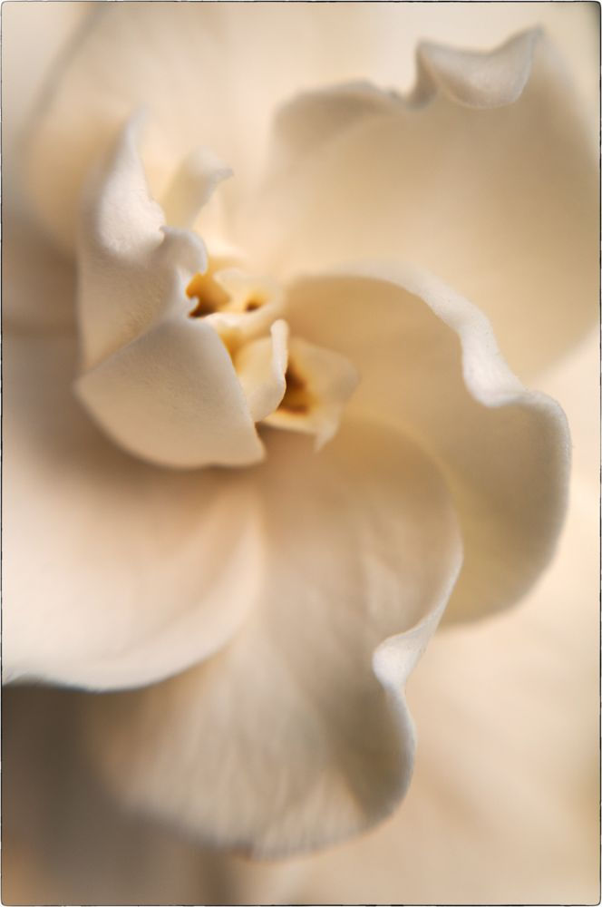 W E N D I S C H N E I D E R Gardenia, 2011 pigment ink on velom over white gold leaf 8 x 5.5 inches