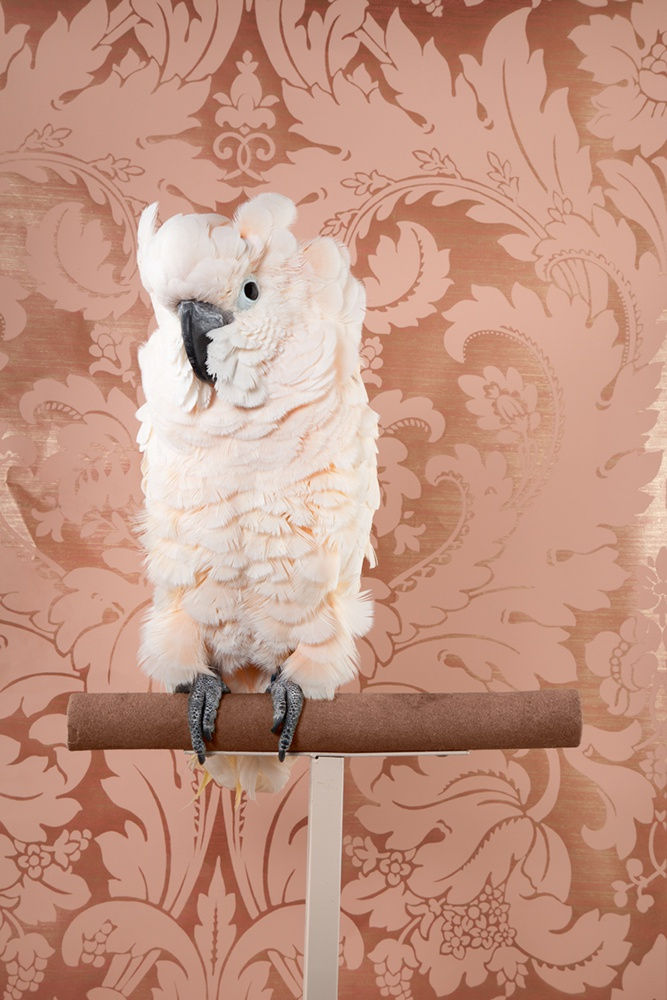 C L A I R E R O S E N Moluccan Cockatoo, 2012 Archival Pigment Print 16.5” x 11" $800