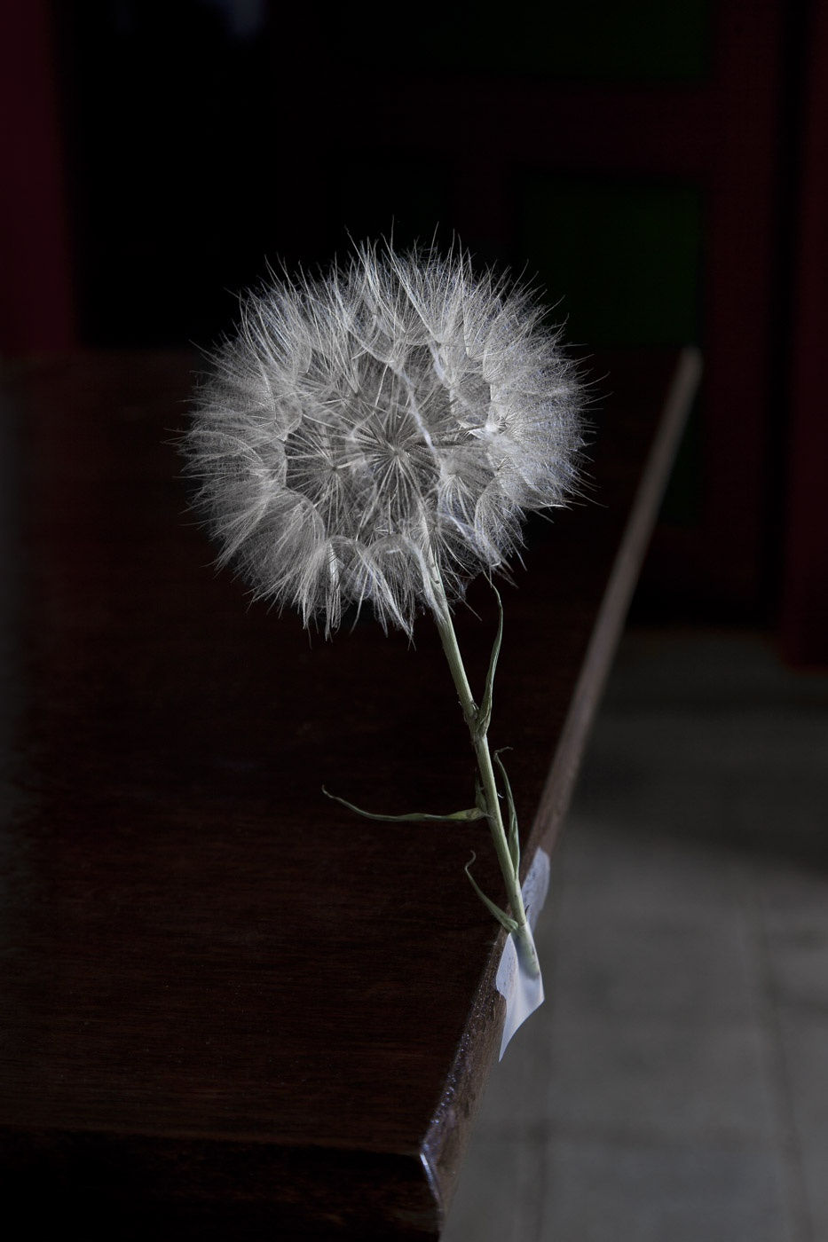 Viviane Sassen Pikin Slee & Elspeth Diederix In These Shadows