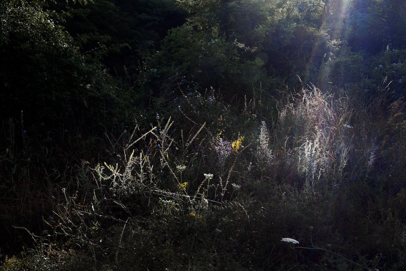 Viviane Sassen Pikin Slee & Elspeth Diederix In These Shadows
