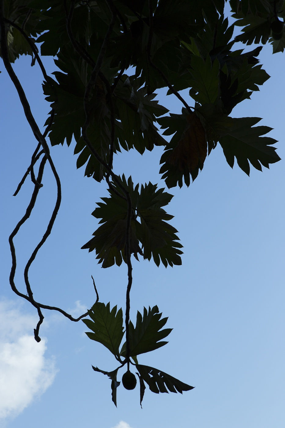 Viviane Sassen Pikin Slee & Elspeth Diederix In These Shadows