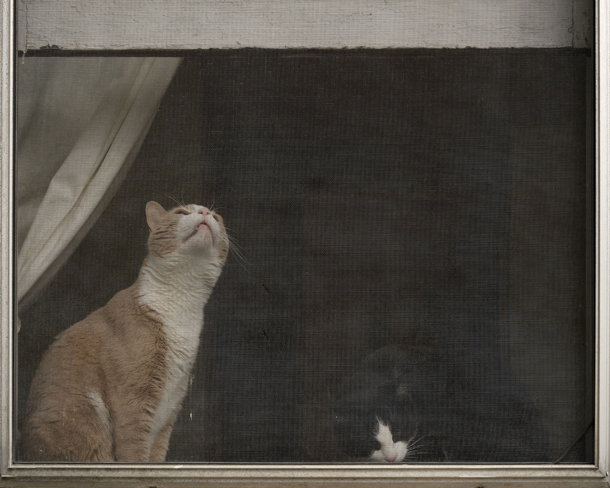 Jackie Furtado October 12, 2020, 2020 archival pigment print 24 x 30 inches edition of 8 + 2 APs